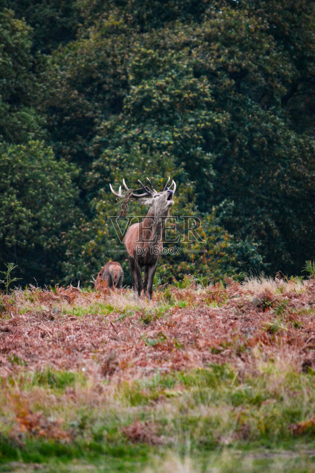 里士满公园的牡鹿照片摄影图片