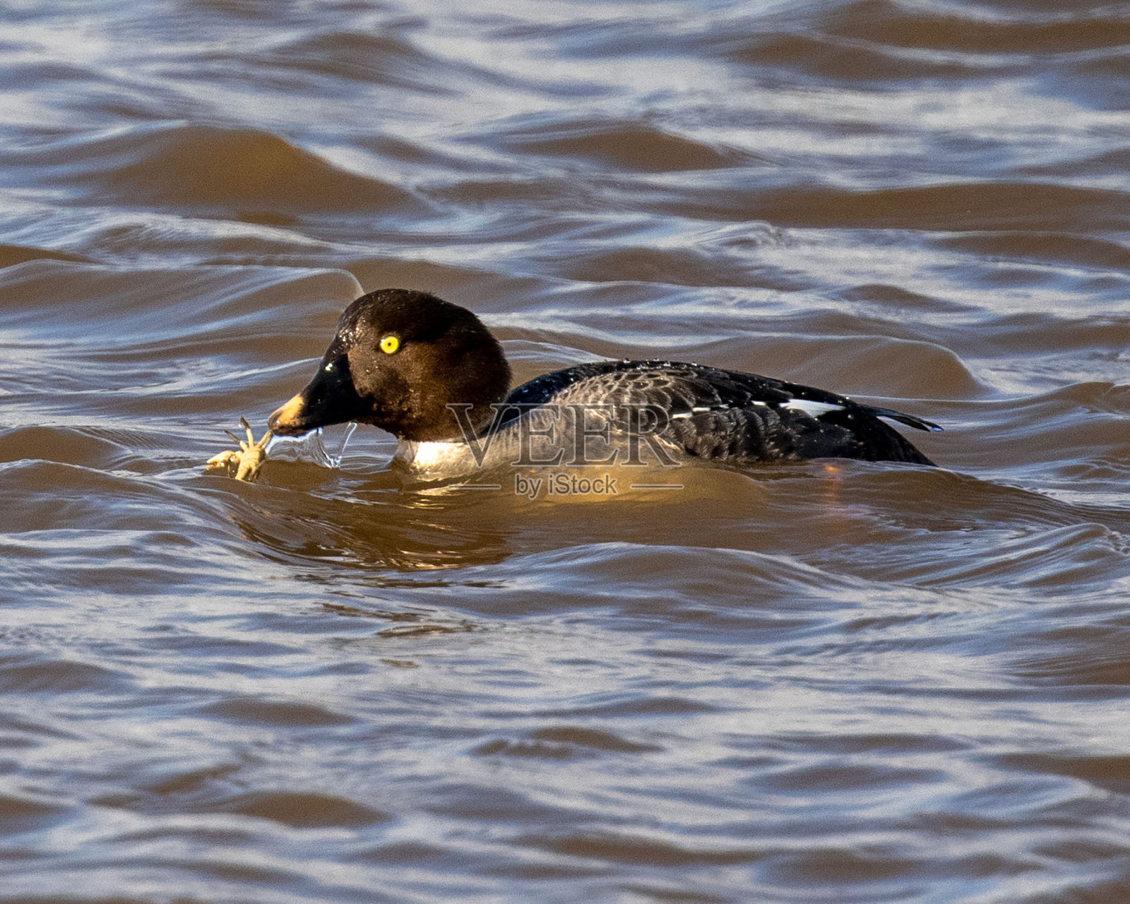 常见的《黄金眼》在内的邦德系列照片摄影图片