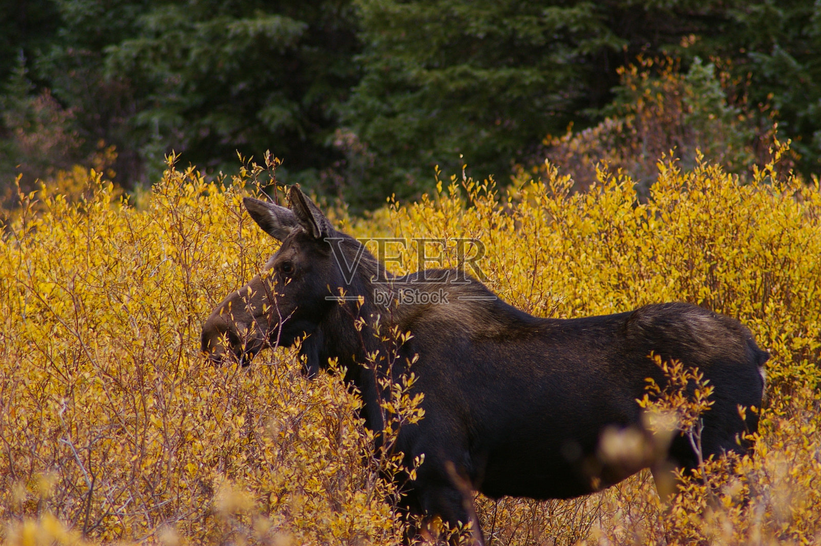 驼鹿在金色的树叶和树林中漫步照片摄影图片