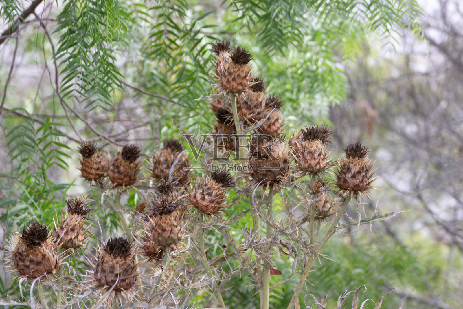 炒蓟花照片摄影图片