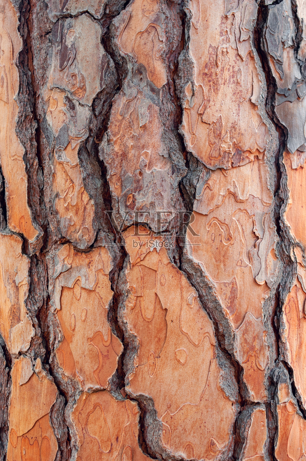 阳伞松树(Pinus pinea)纹理背景。照片摄影图片