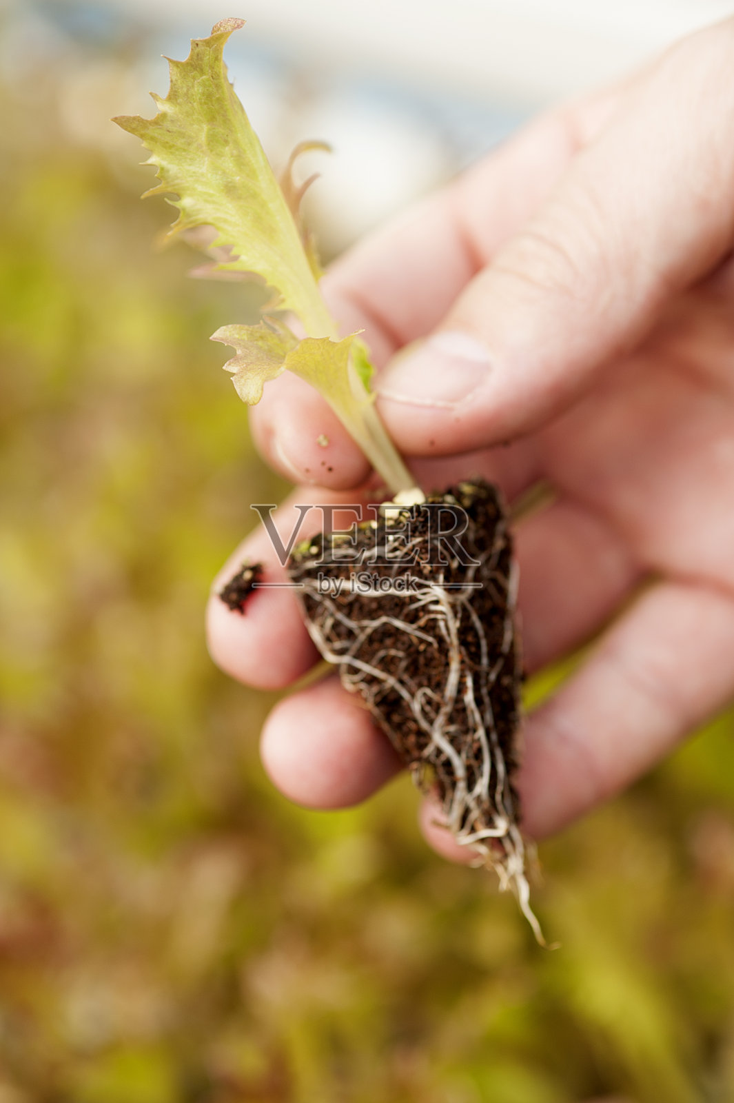 紫莴苣芽照片摄影图片
