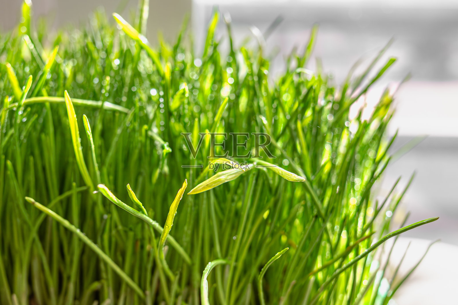春天嫩绿的小草特写照片摄影图片