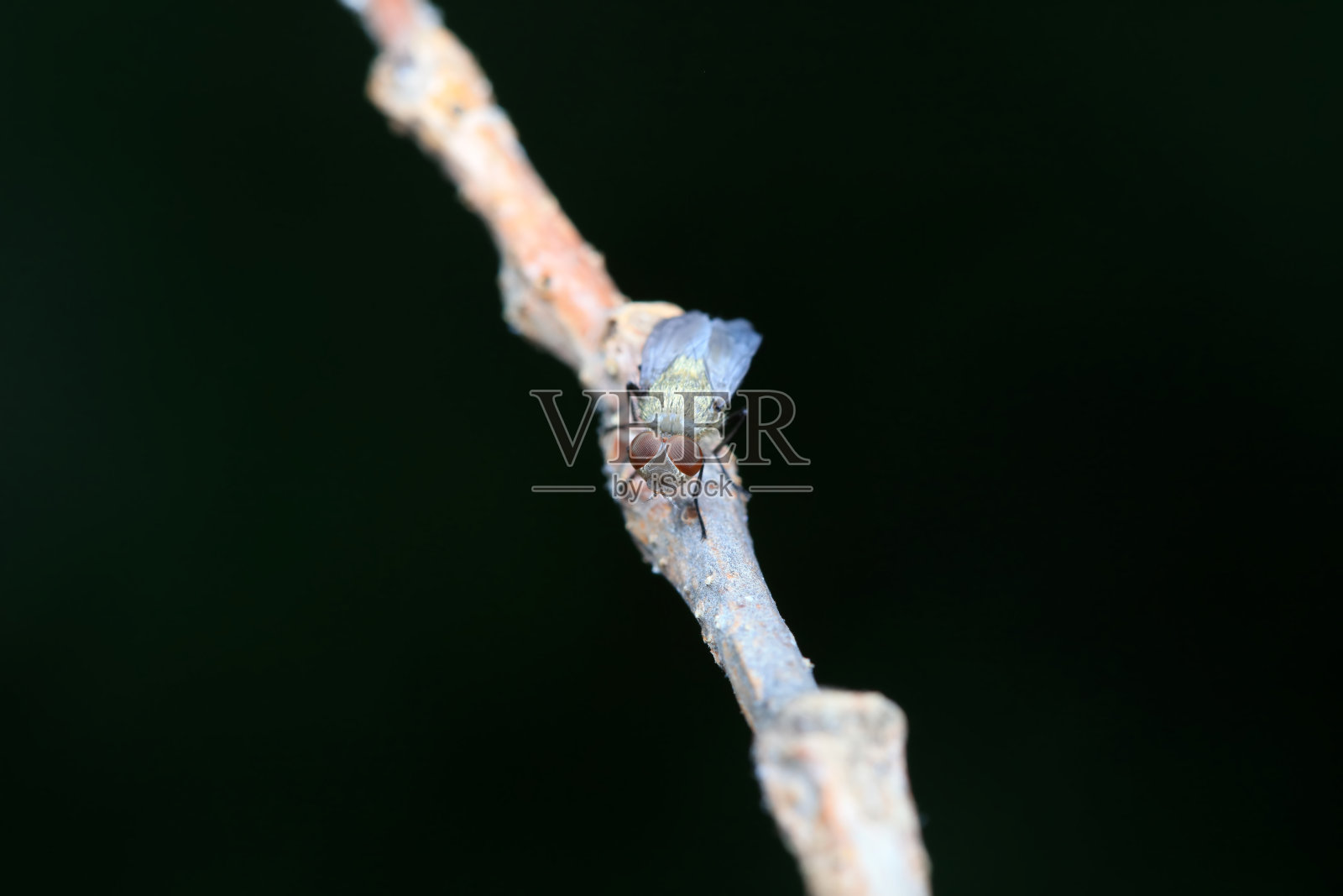 苍蝇在野生植物上，中国北方照片摄影图片