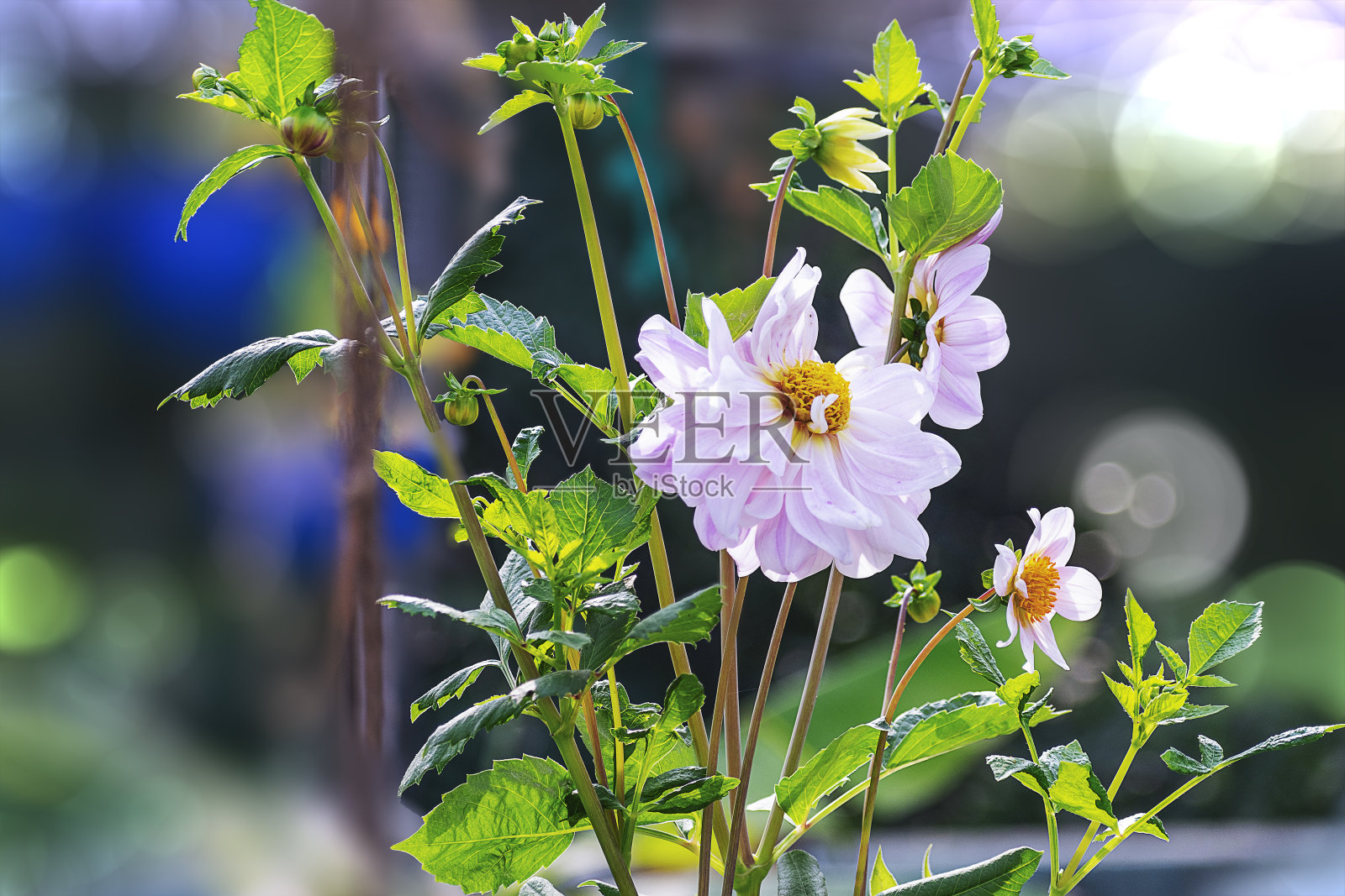 冬季季节性的粉红色大丽花在屋顶盆栽花园里一束束盛开。2024年1月。照片摄影图片