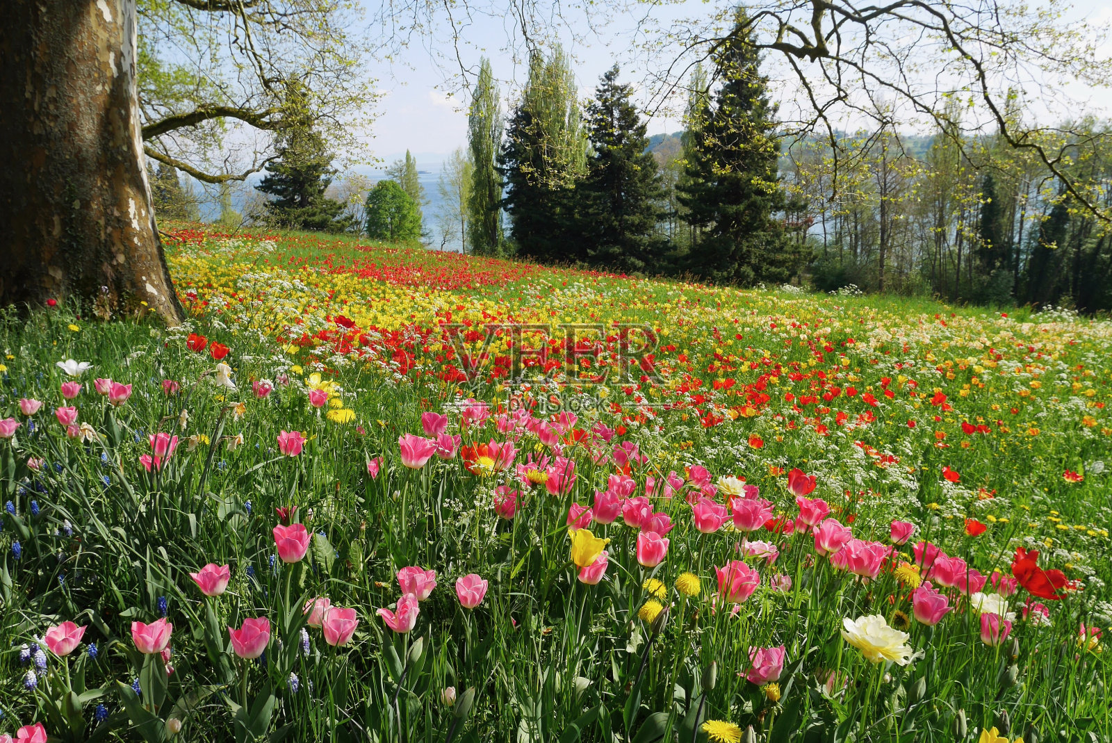 公园里的树木和春天盛开的五颜六色的郁金香。照片摄影图片