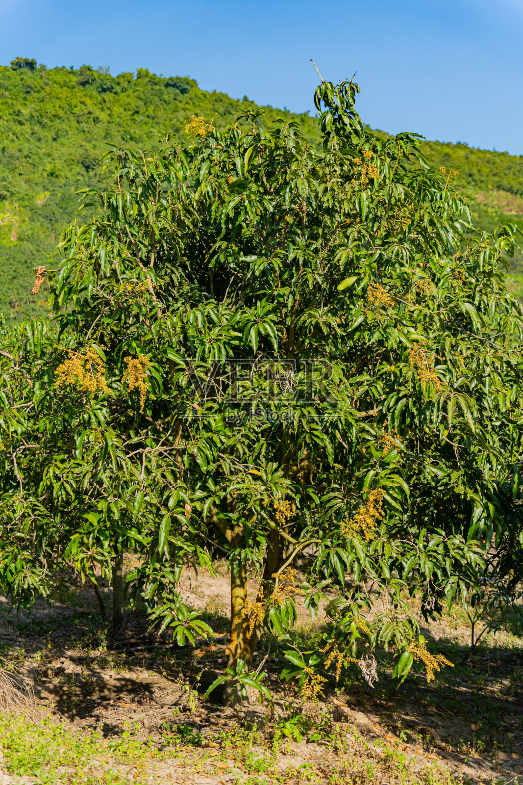 芒果树。照片摄影图片