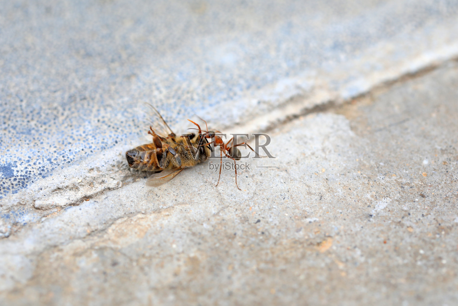 蚂蚁在地上搬运死蜜蜂照片摄影图片