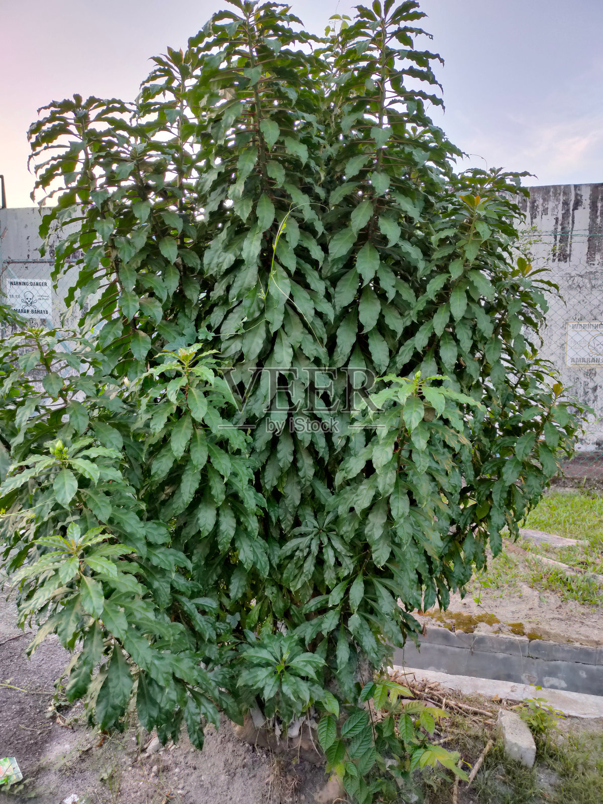 自然排列的叶子图案照片摄影图片