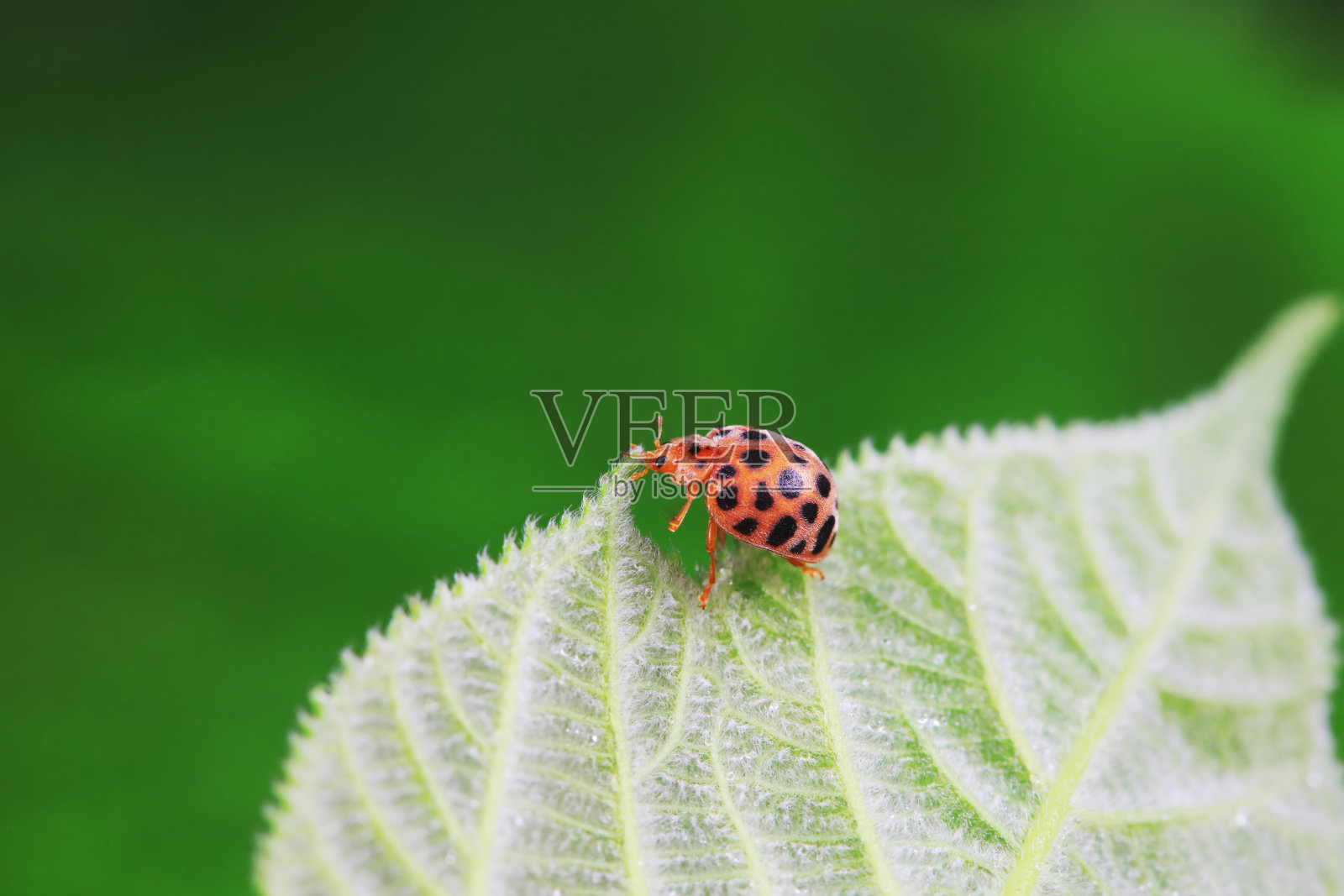 华北野生植物上的瓢虫照片摄影图片