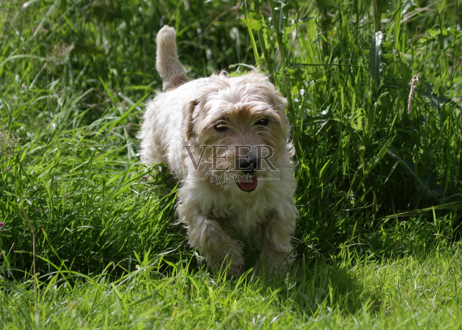 运动卢卡斯梗照片摄影图片