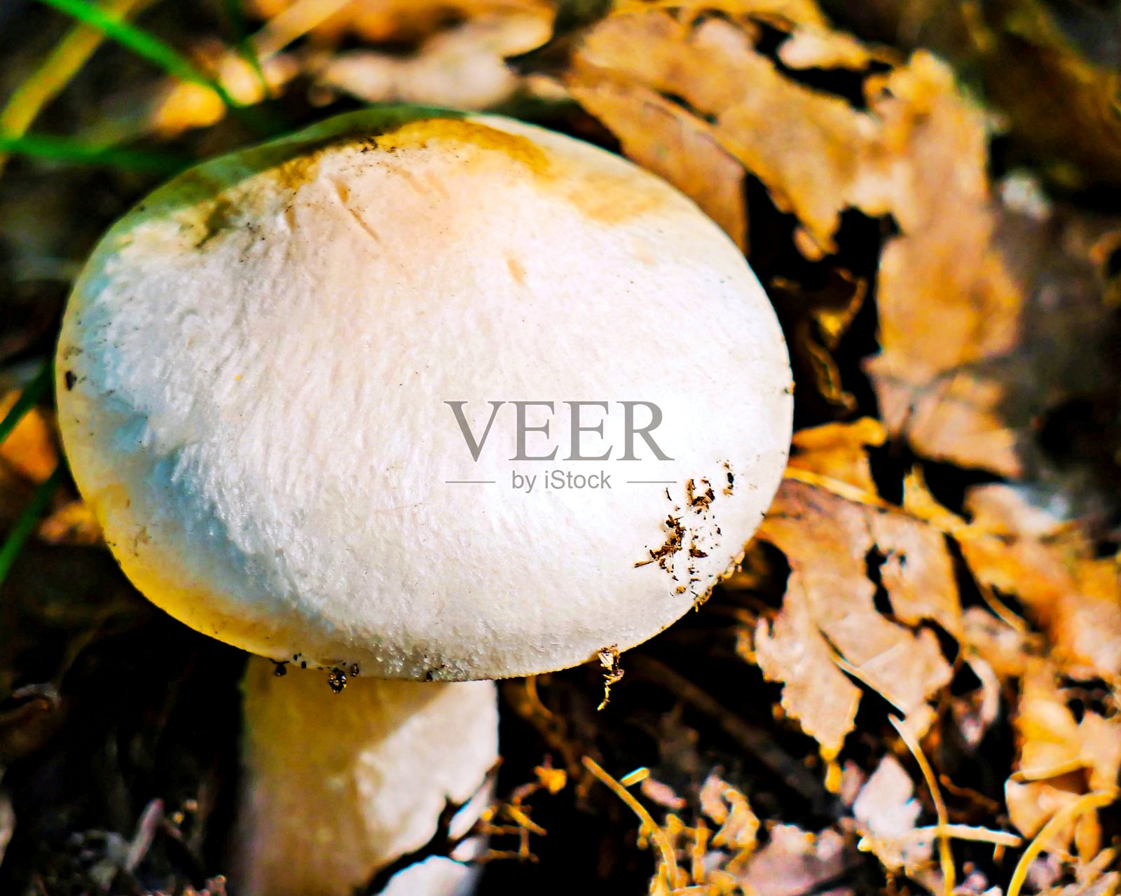 叶床上的白色蘑菇照片摄影图片