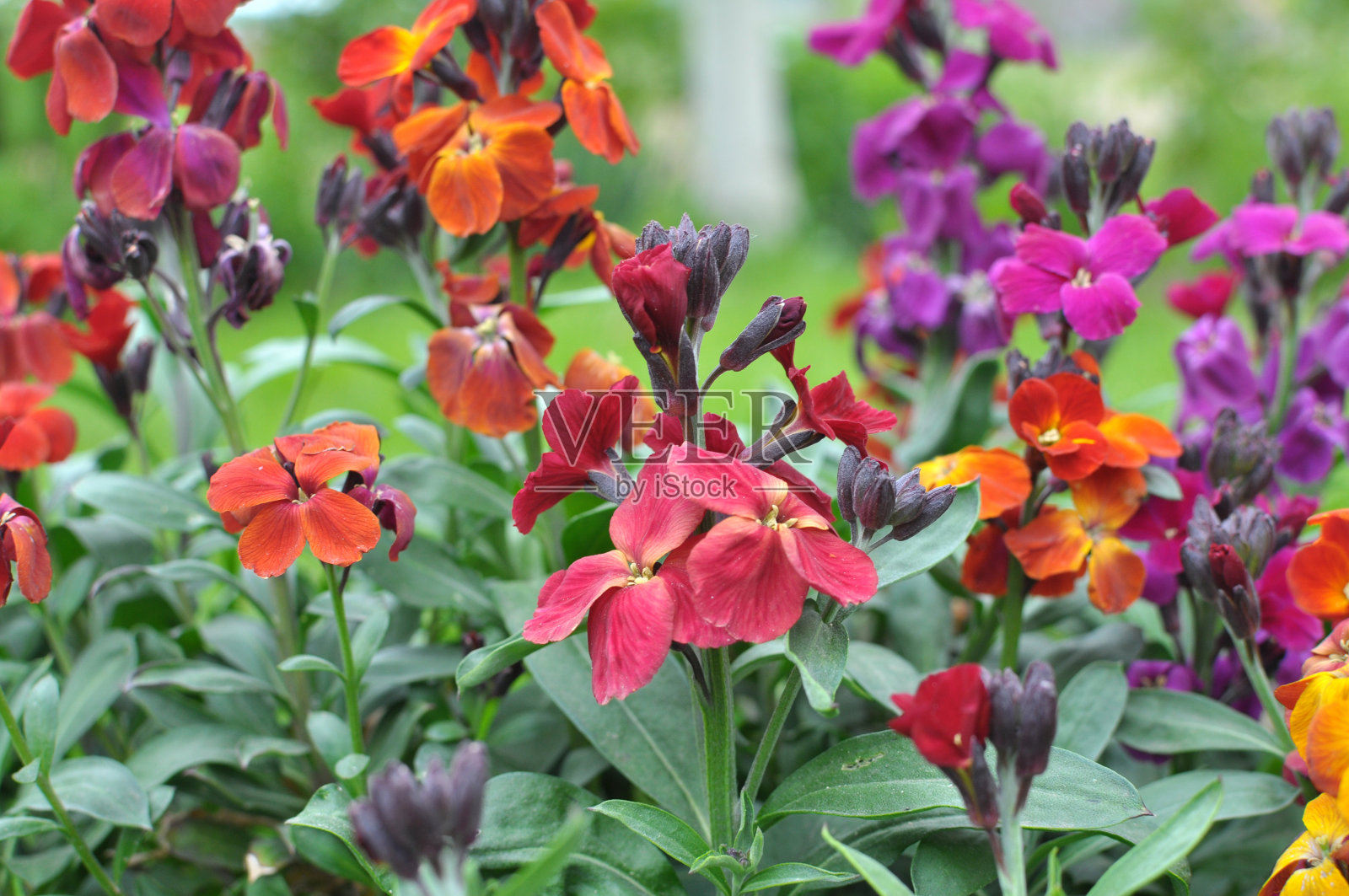 在春天的花园里，Erysimum cheiri (Cheiranthus cheiri)盛开照片摄影图片