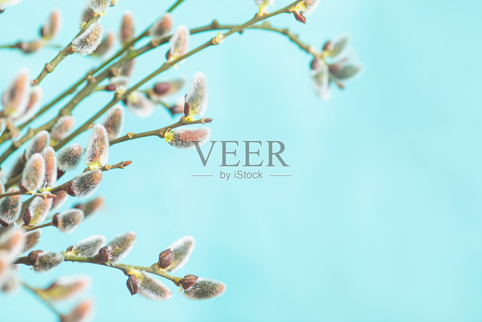 白色背景上盛开的柳树。树枝。春天照片摄影图片