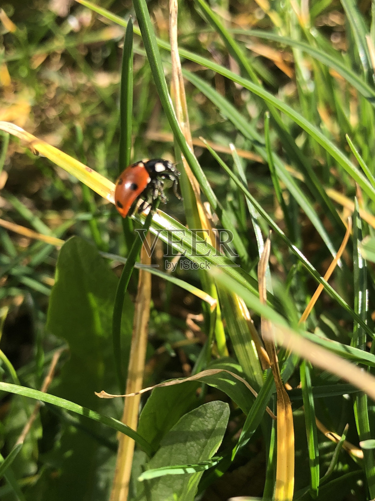 春天草地上的一片草地上的瓢虫照片摄影图片