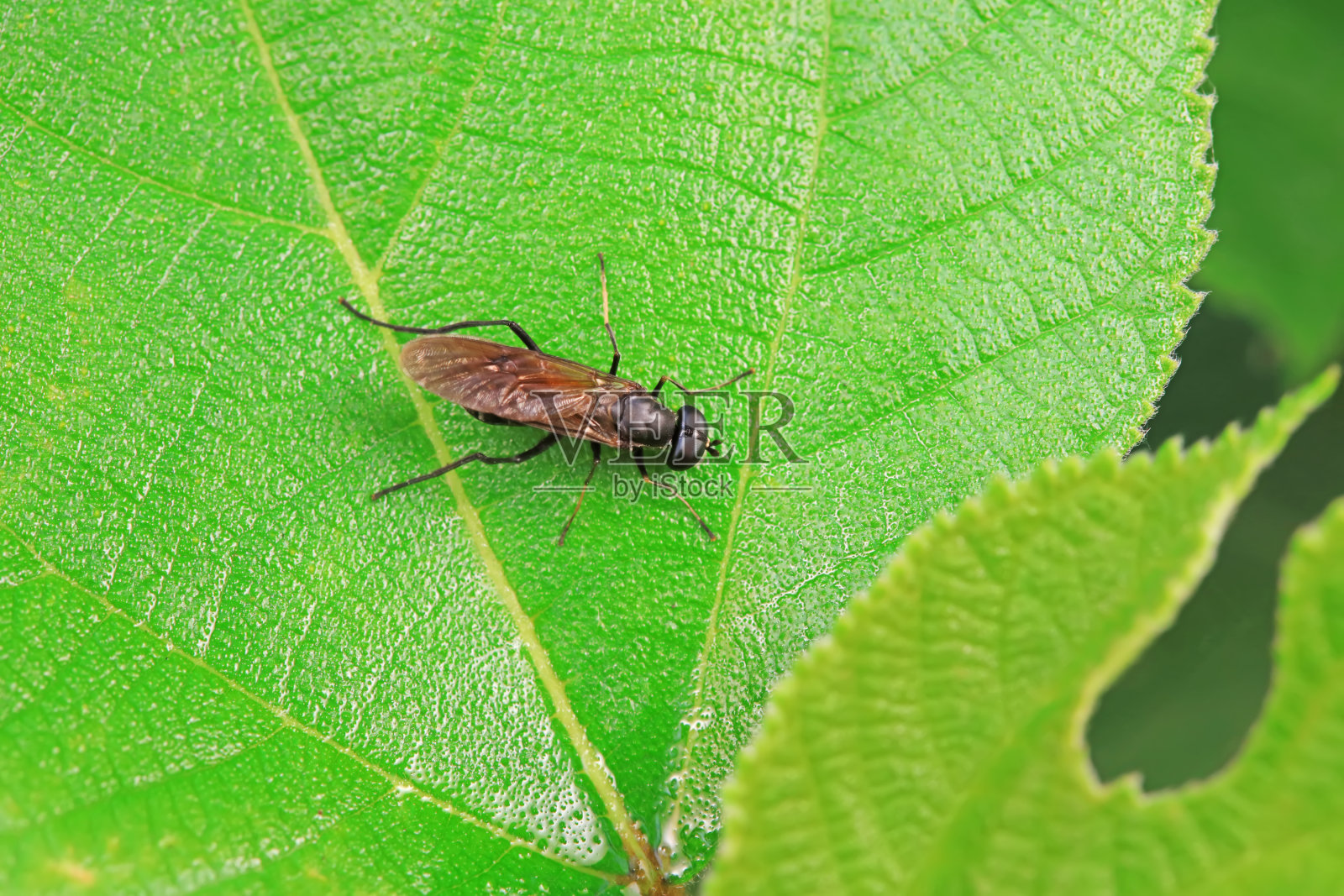 中国北方野生植物上的牛虻照片摄影图片