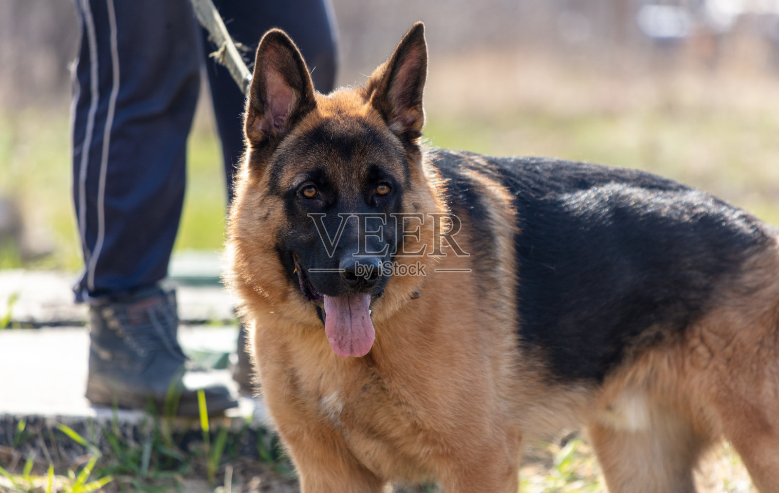 一只德国牧羊犬和它的主人在公园散步照片摄影图片