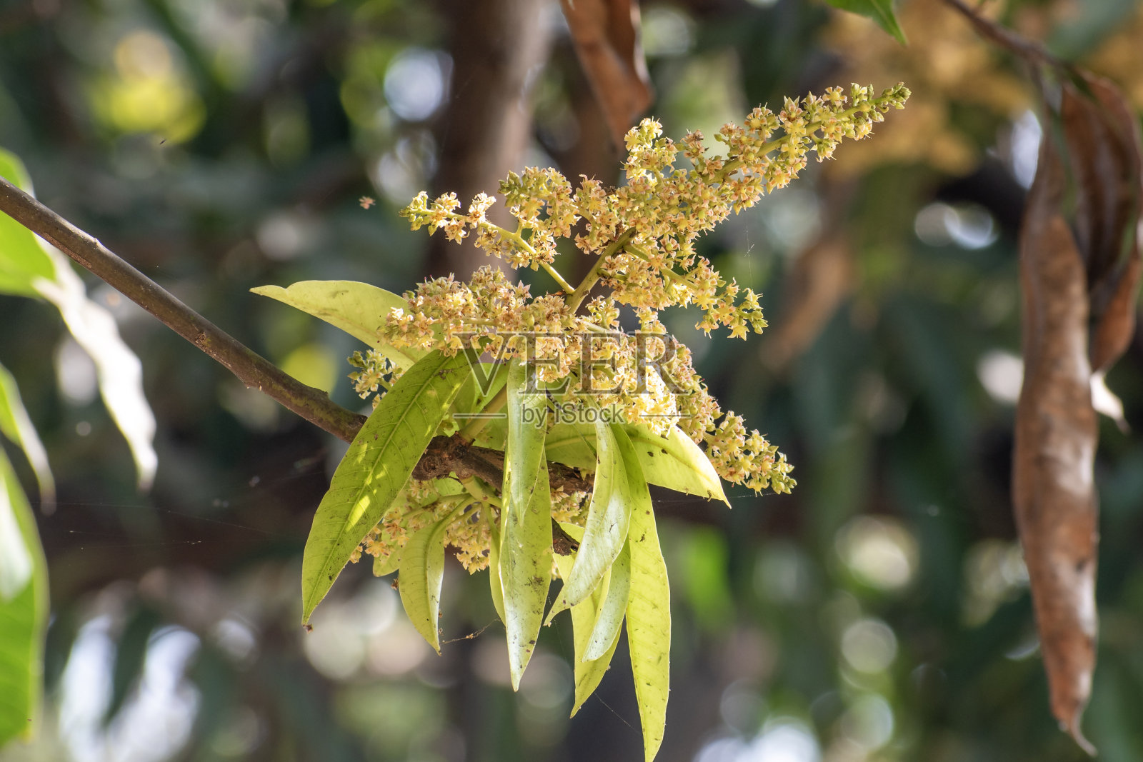 农场里的芒果花特写，一枝盛开的芒果花照片摄影图片