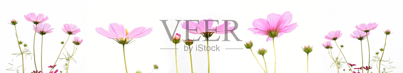 宇宙的花照片摄影图片