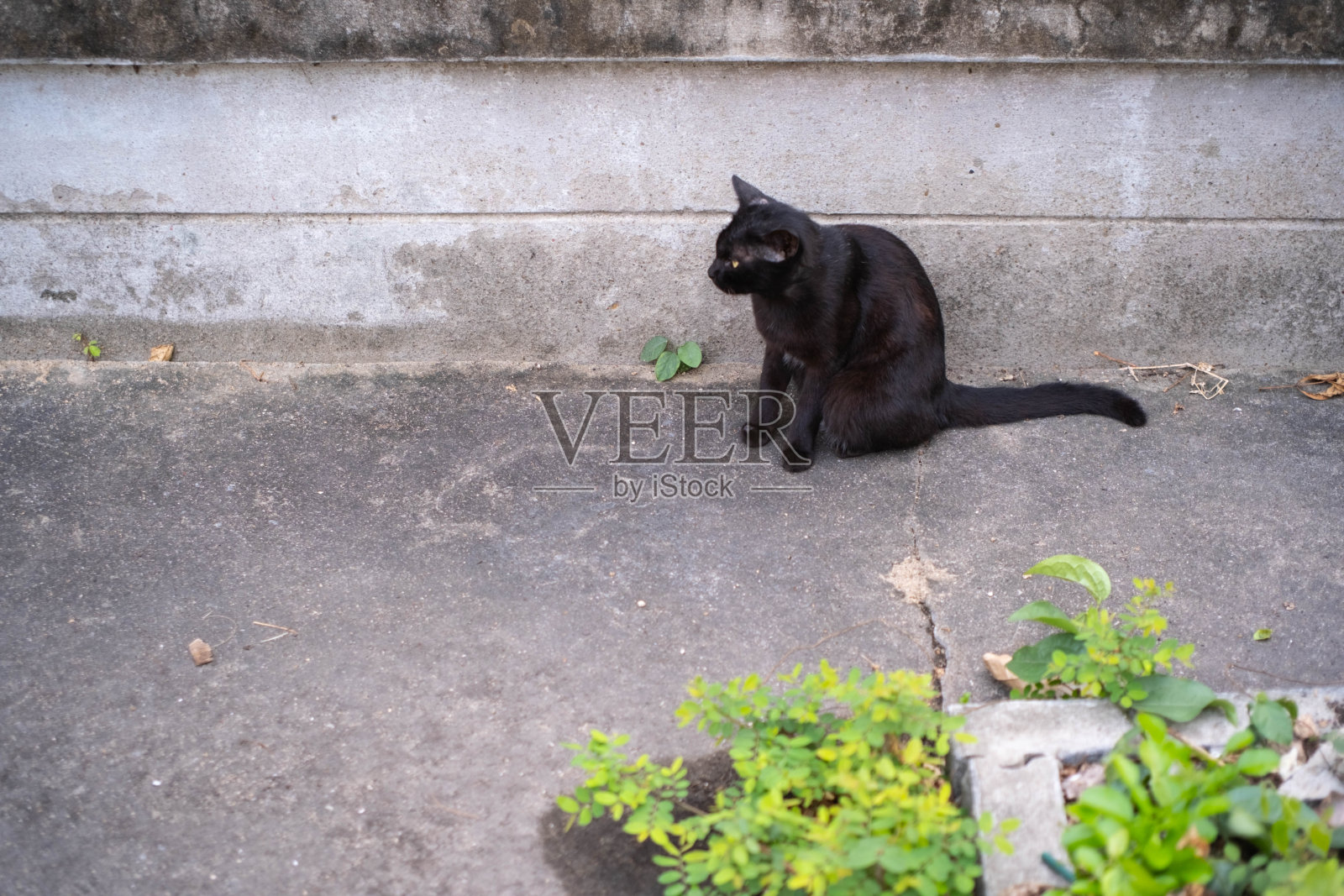 一只黑猫独自站在墙边。对你所看到的感到困惑前景中有一棵小树。可以用作背景。照片摄影图片