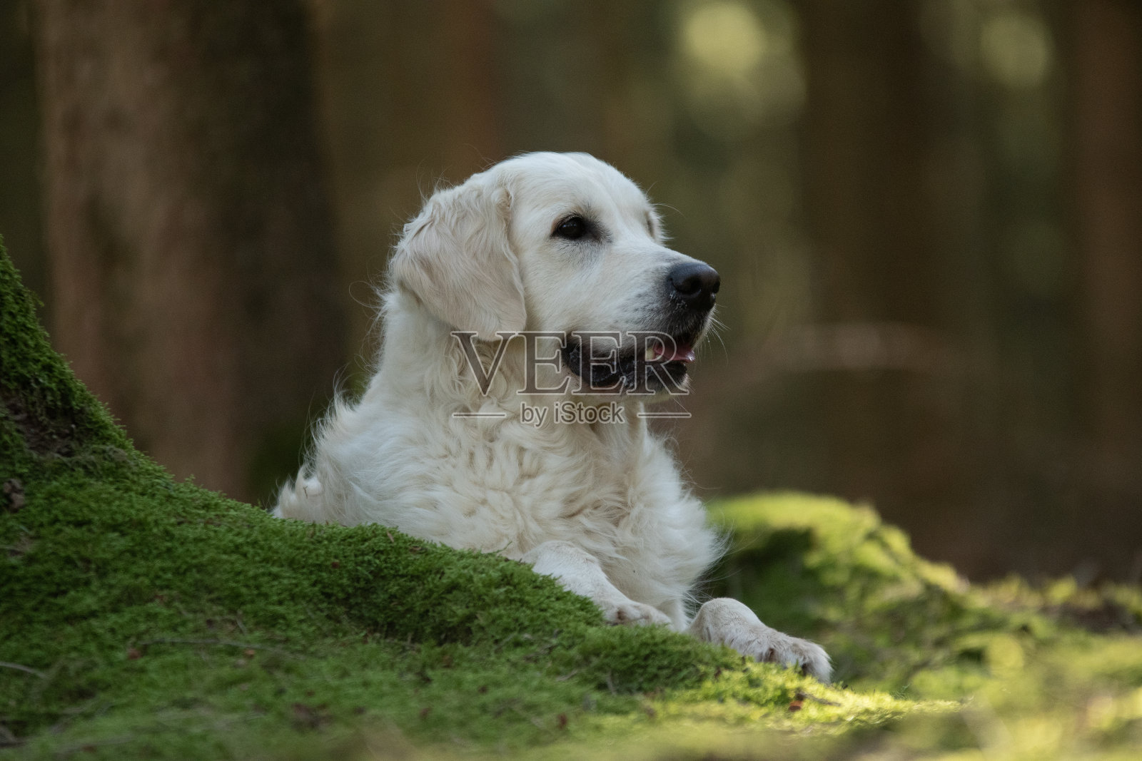 一只金毛猎犬在大自然中的肖像照片摄影图片