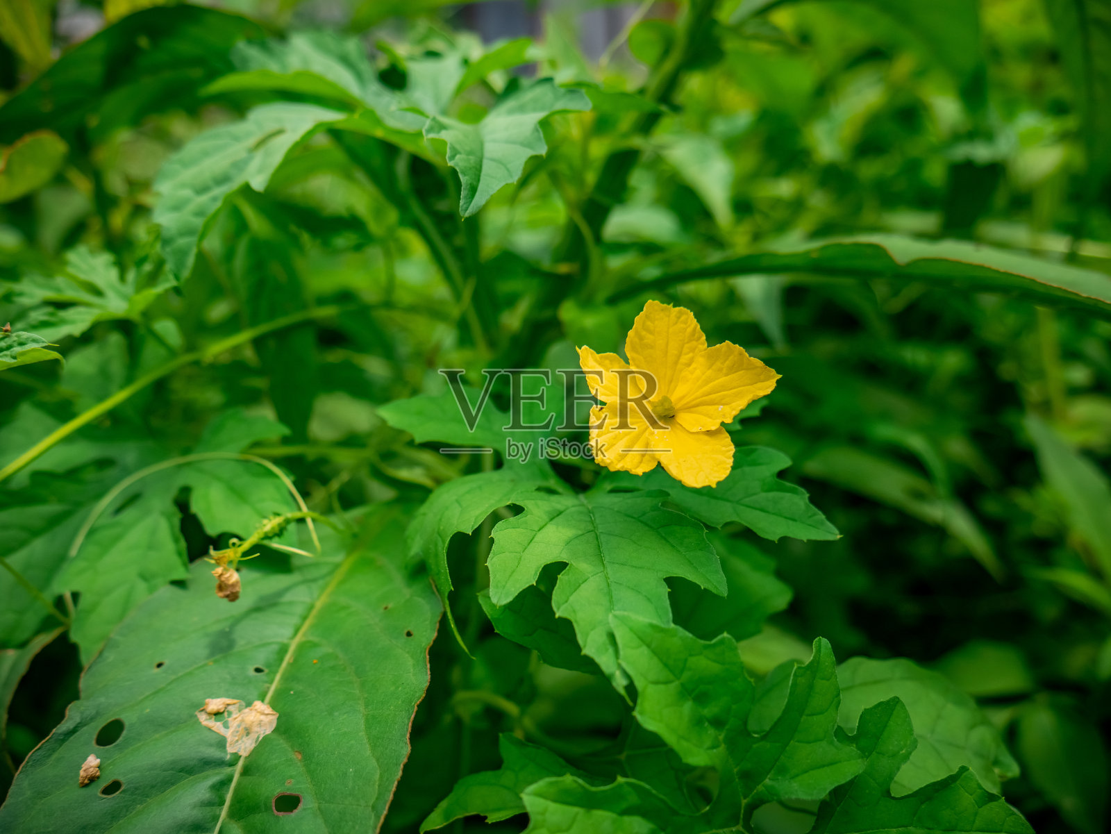 在茂密的绿叶丛中开着美丽的黄花照片摄影图片