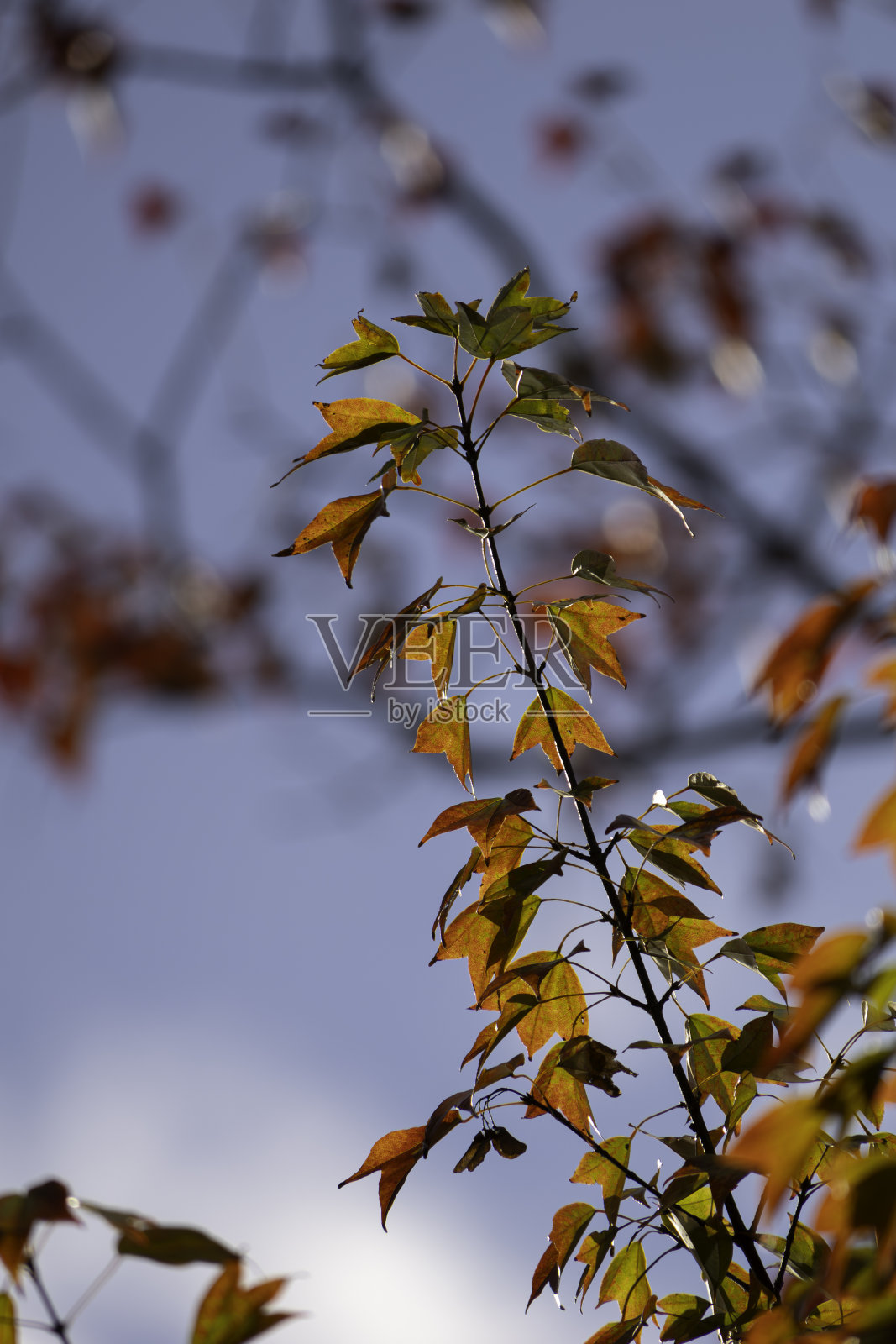 秋天的背景与红枫叶在蓝天的背景照片摄影图片
