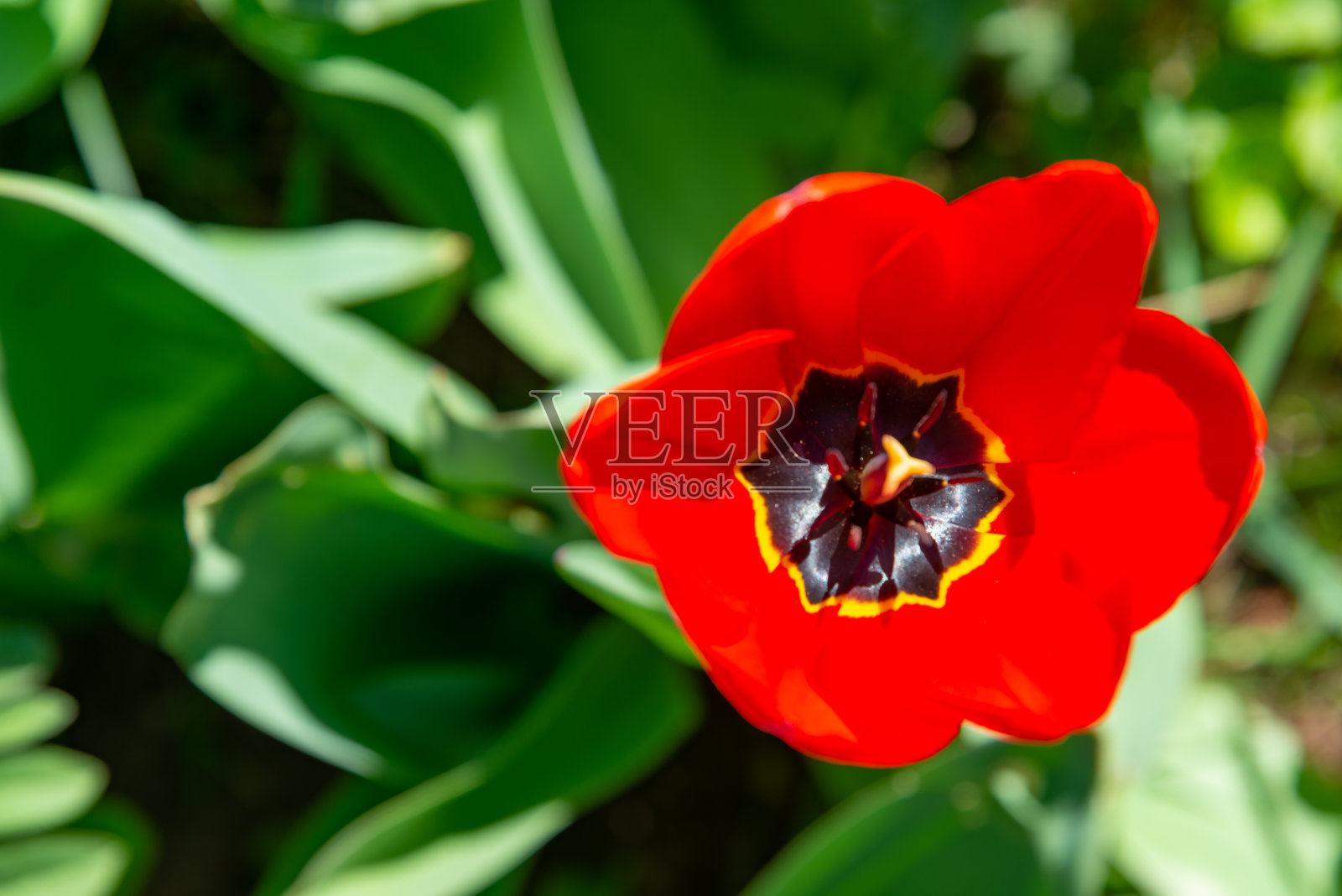 特写，红色郁金香，明亮的雌蕊和黑色的雄蕊，产自乌克兰照片摄影图片