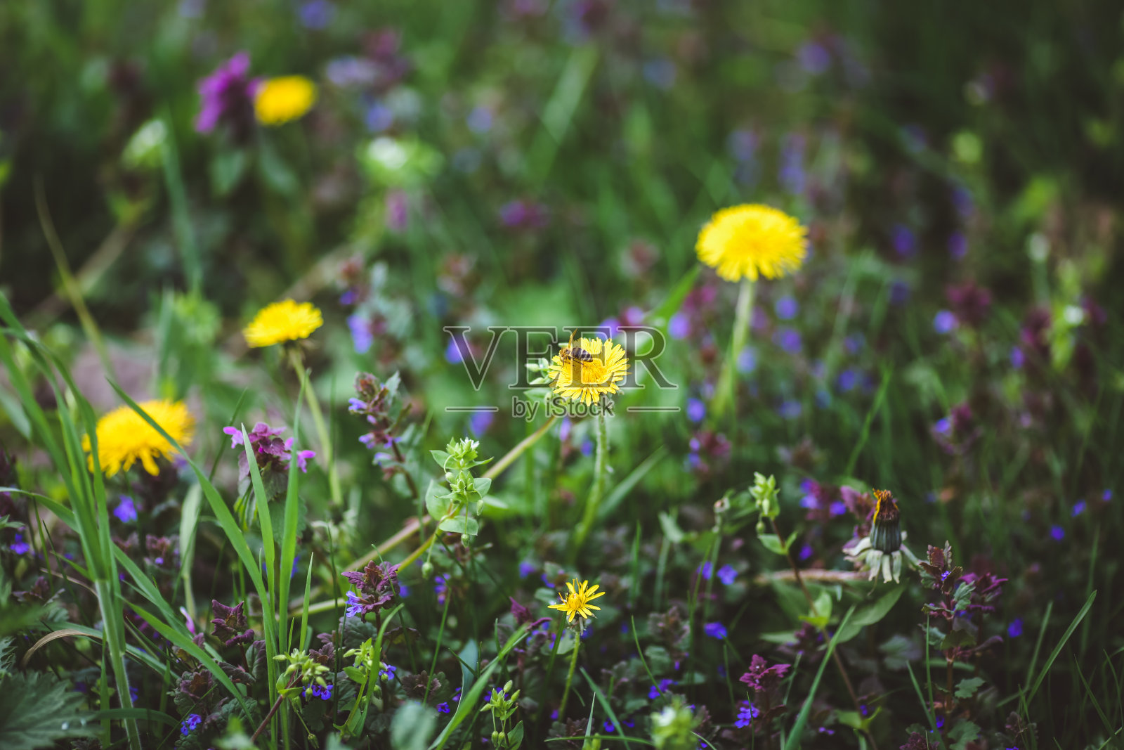 森林林间空地长满了绿色的草，黄色的蒲公英花和白色的雏菊照片摄影图片