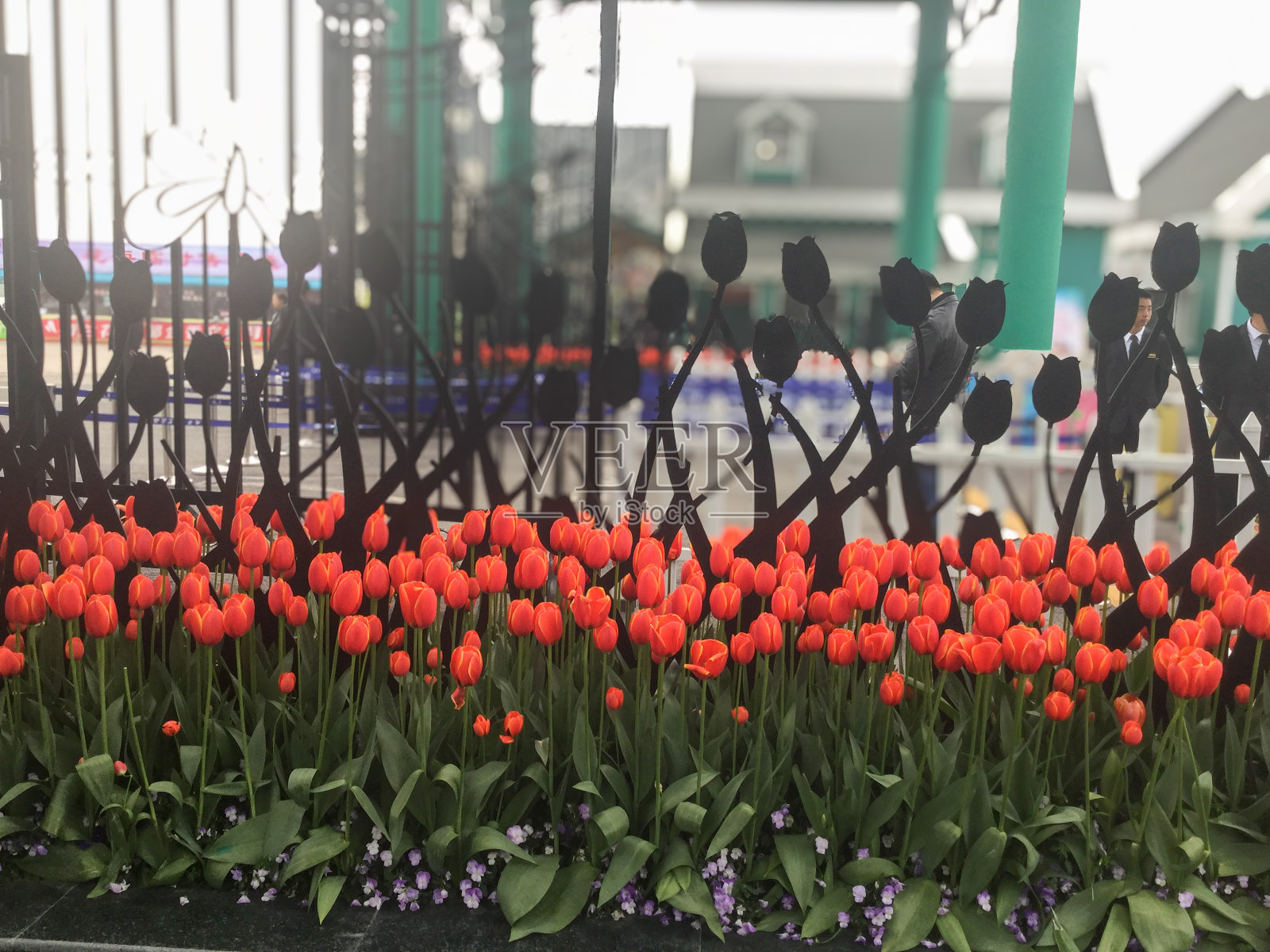 红色的郁金香映衬着黑色装饰的铁栅栏照片摄影图片