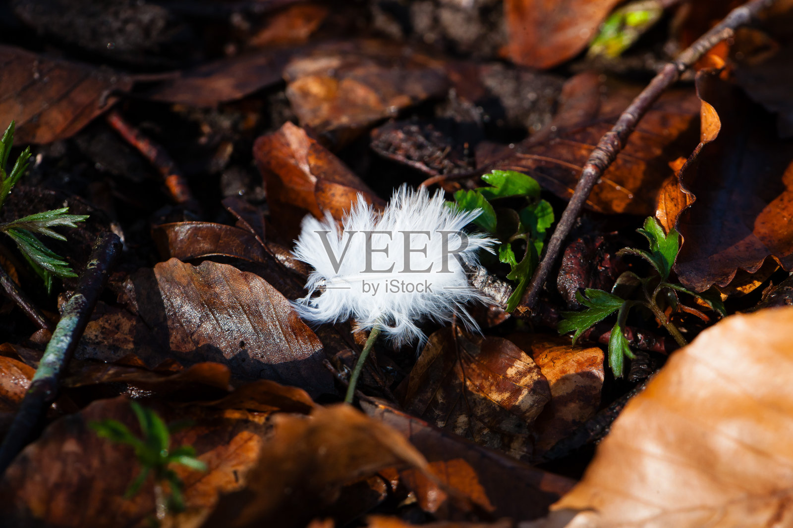 褐色森林地面上美丽的白色羽毛照片摄影图片