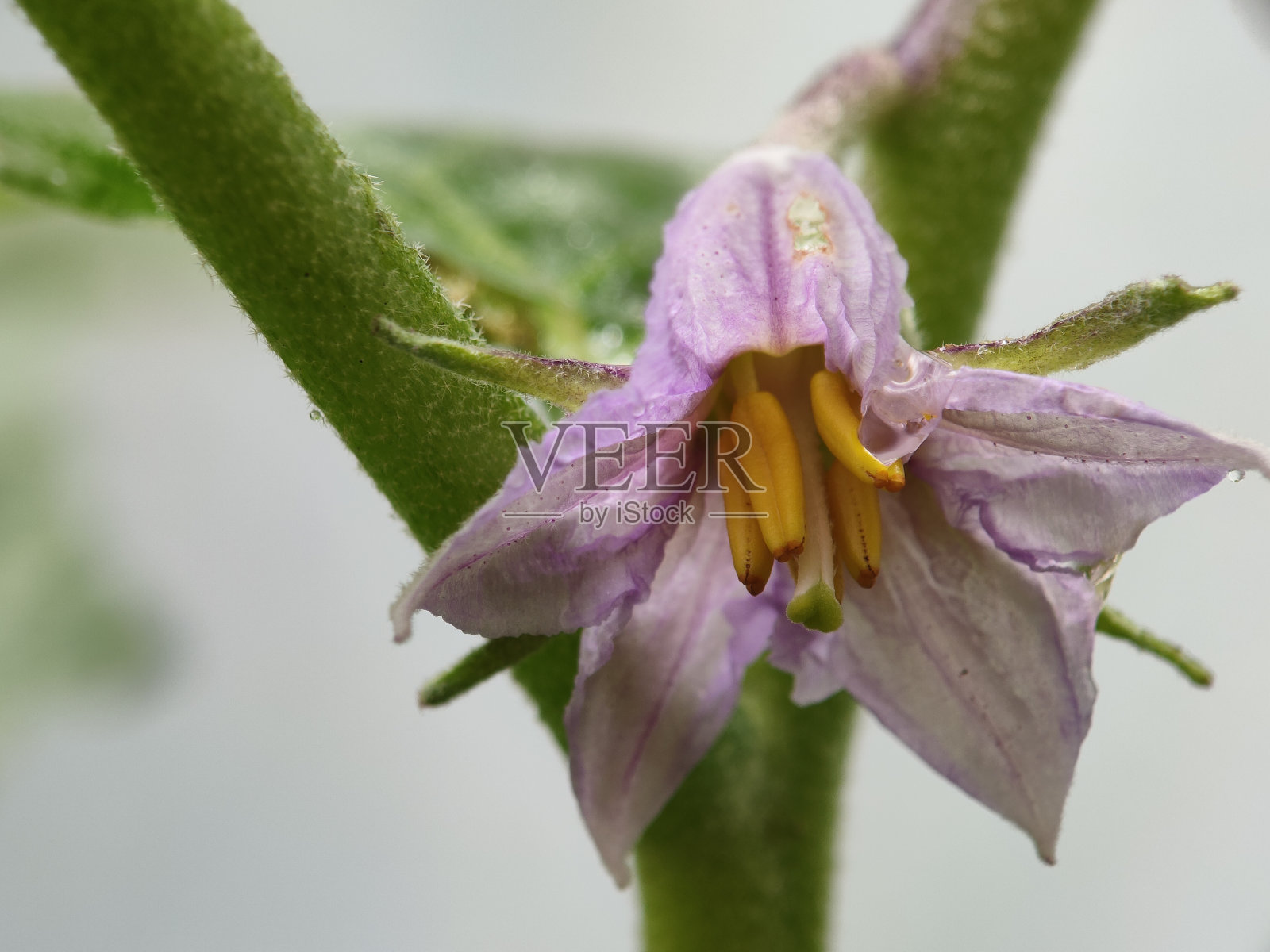 茄子属花果植物照片摄影图片