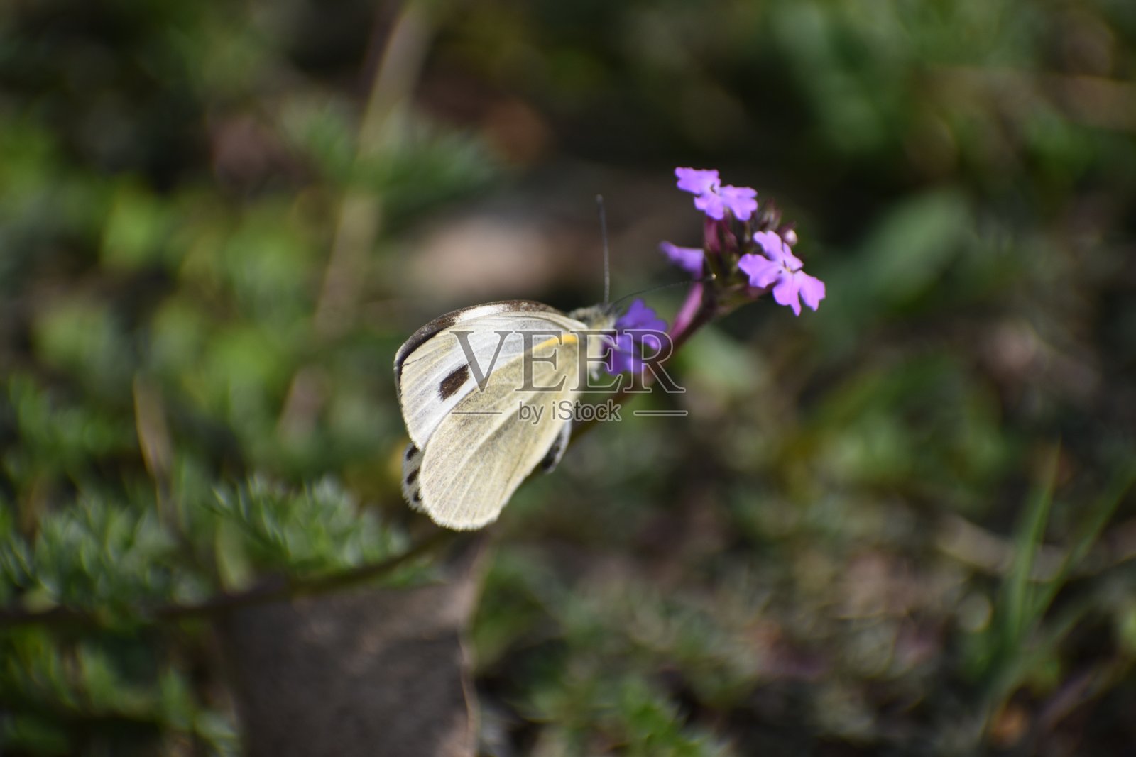 蝴蝶照片摄影图片