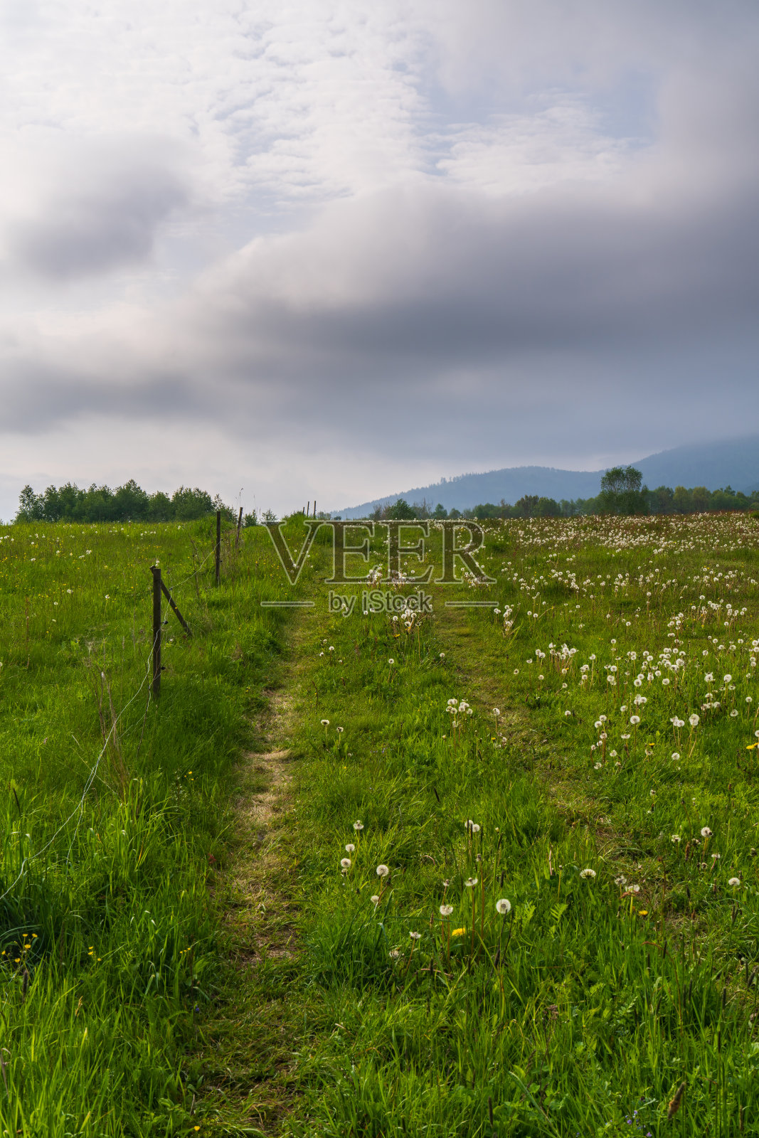 美丽的大自然。乡间小路中间是一片绿油油的田野，草地郁郁葱葱，蒲公英蓬松，鲜花盛开。在地平线上有一座山。绿草，树和花照片摄影图片