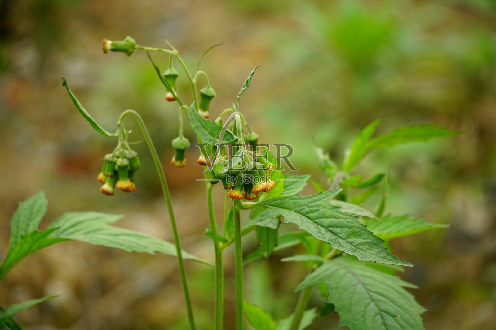 大头菜花期特写照片摄影图片