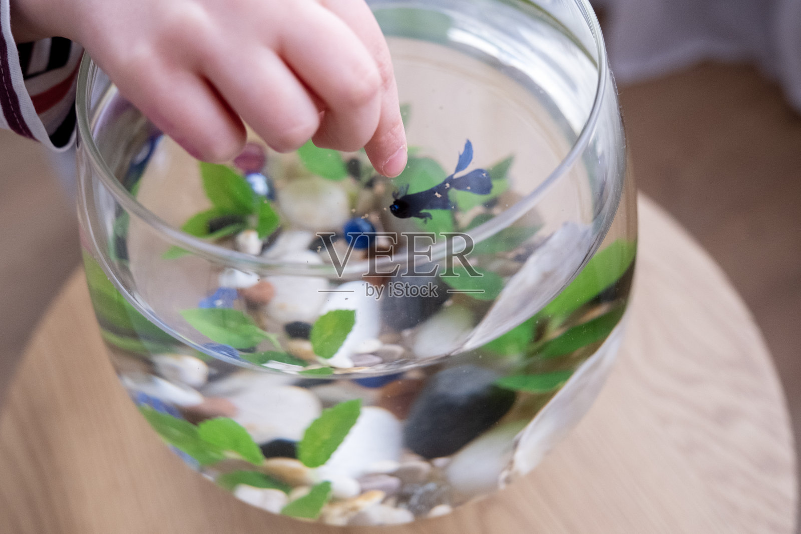 一个孩子正在喂一条蓝色的斗鱼(手特写)。照片摄影图片