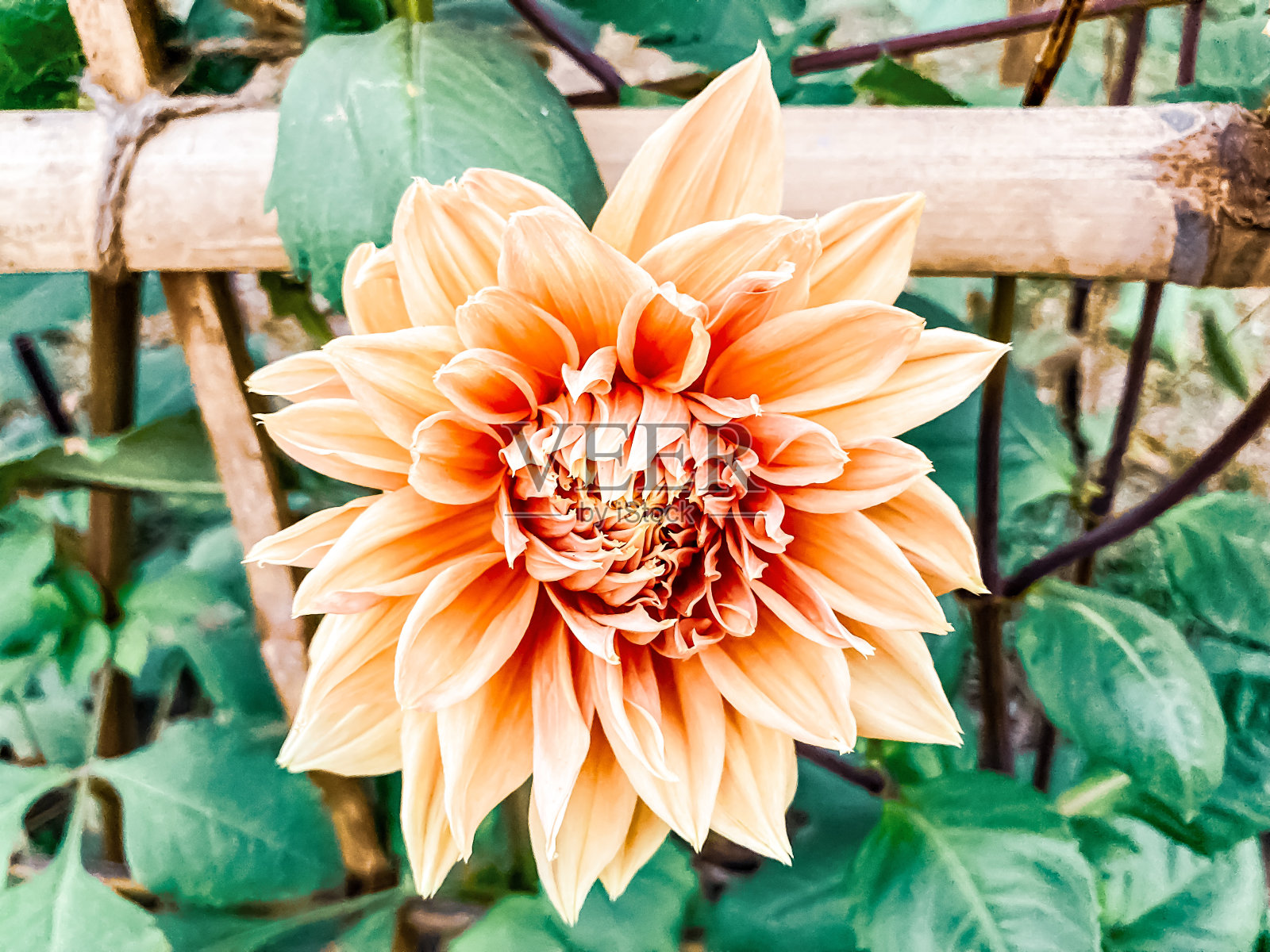 一朵美丽的大丽花照片摄影图片