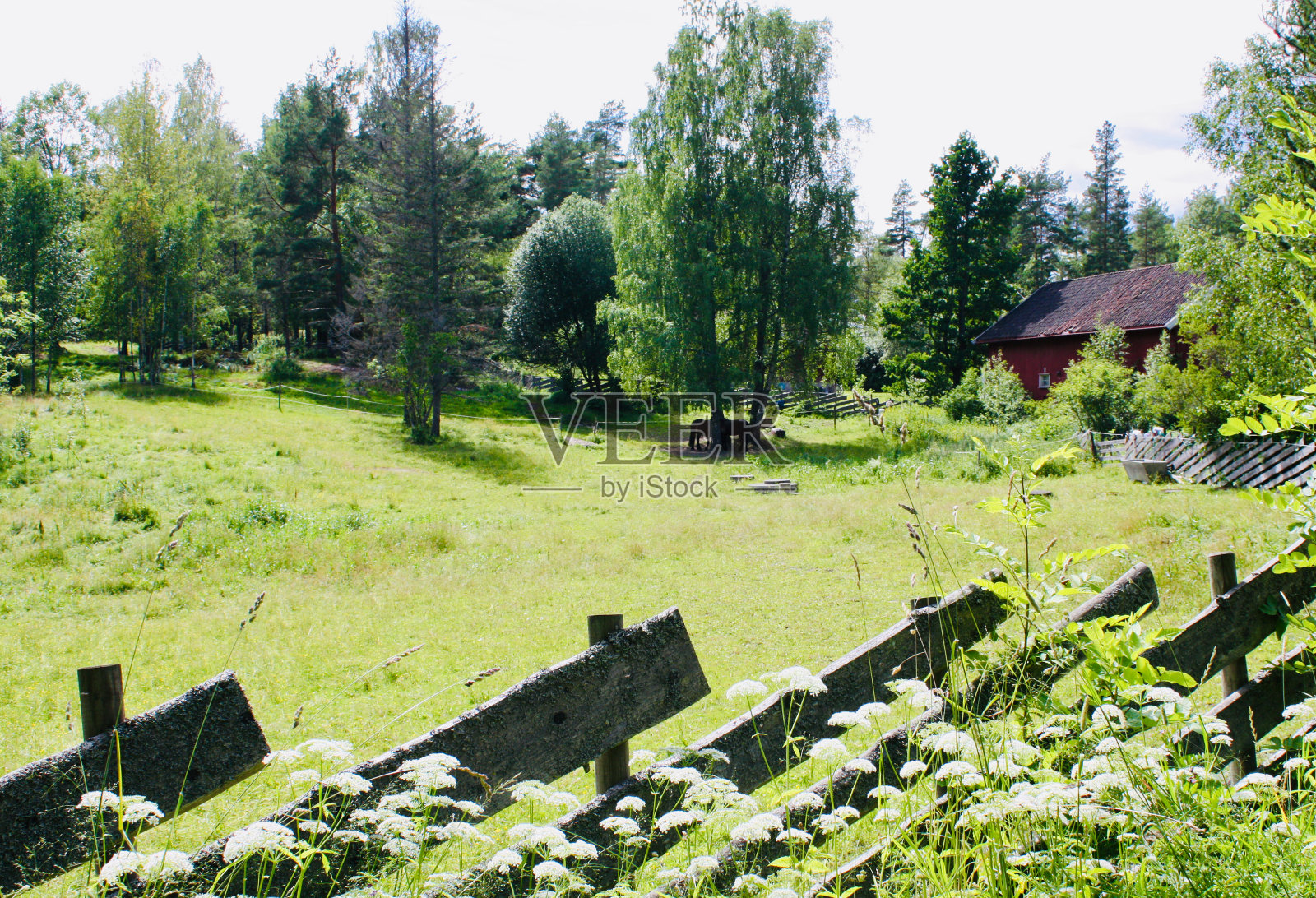 宁静的挪威乡村和野花照片摄影图片