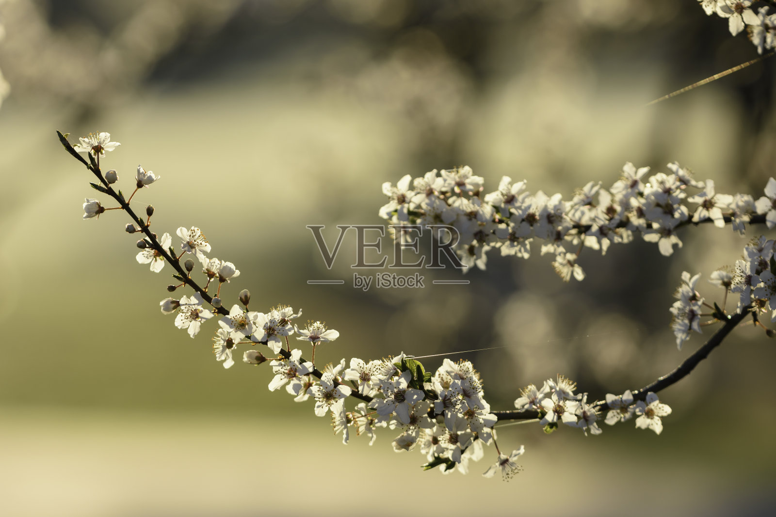 春天开春花照片摄影图片