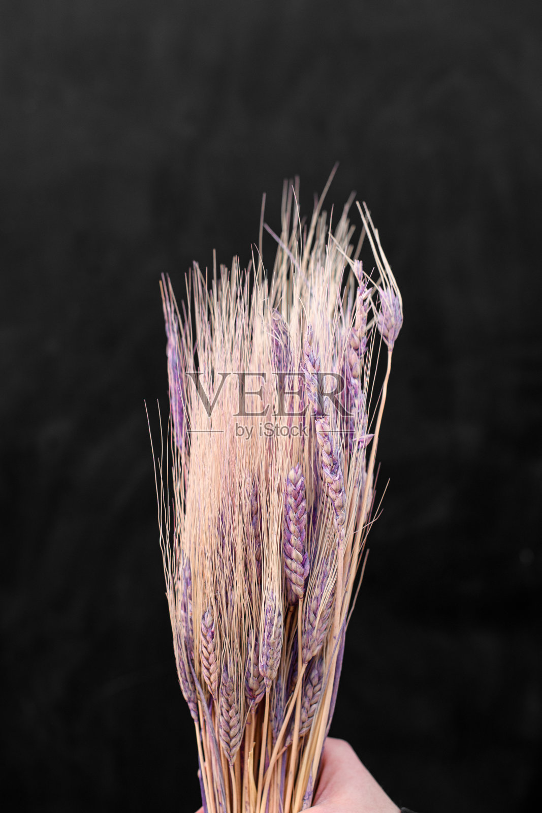 黑色背景上的粉色花束照片摄影图片