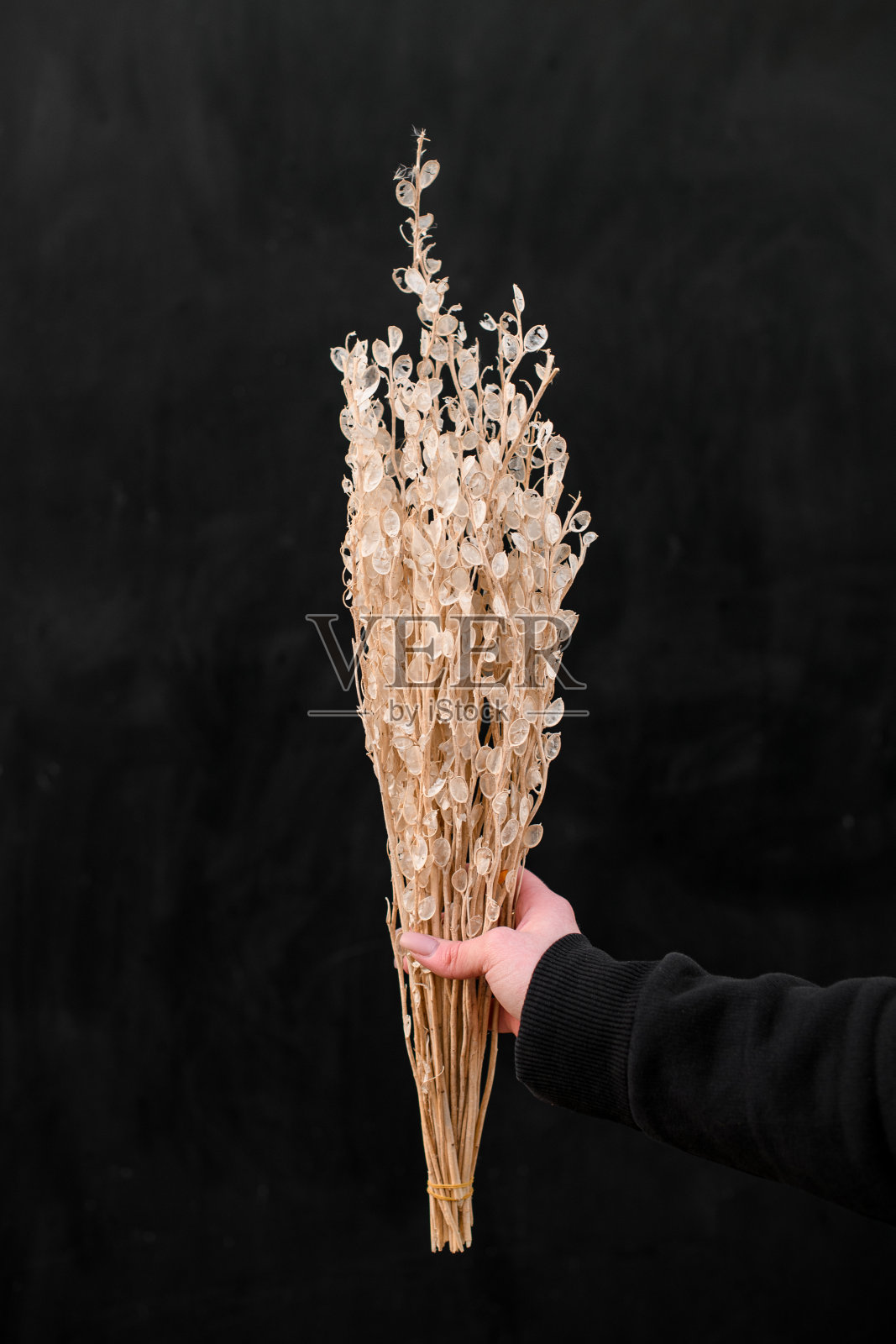 浅米色的花握在一个穿着黑色夹克的温柔女人的手里照片摄影图片