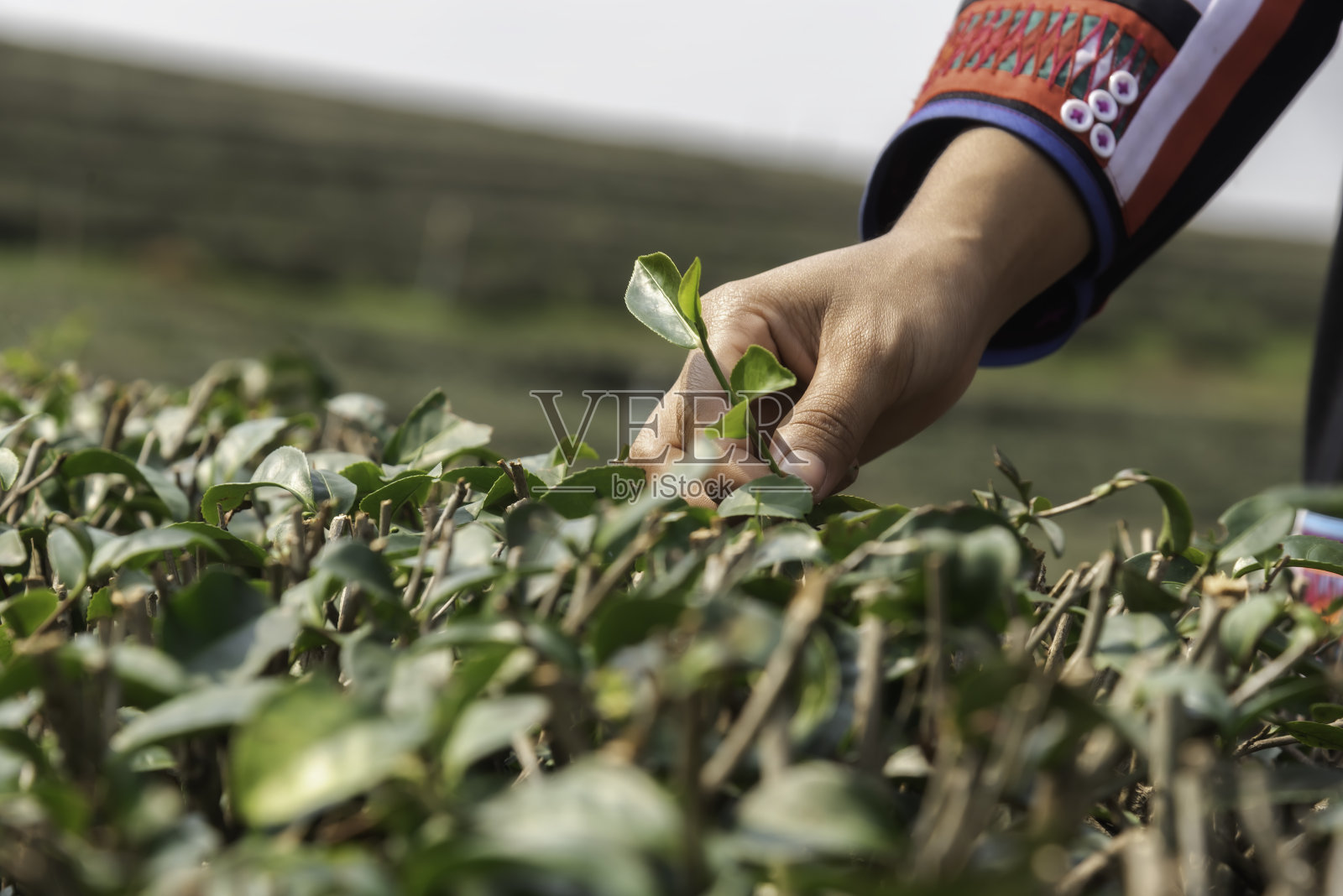 在日出的早晨，亚洲工人、农妇们在茶园自然中为传统采摘茶叶。生活方式的概念照片摄影图片