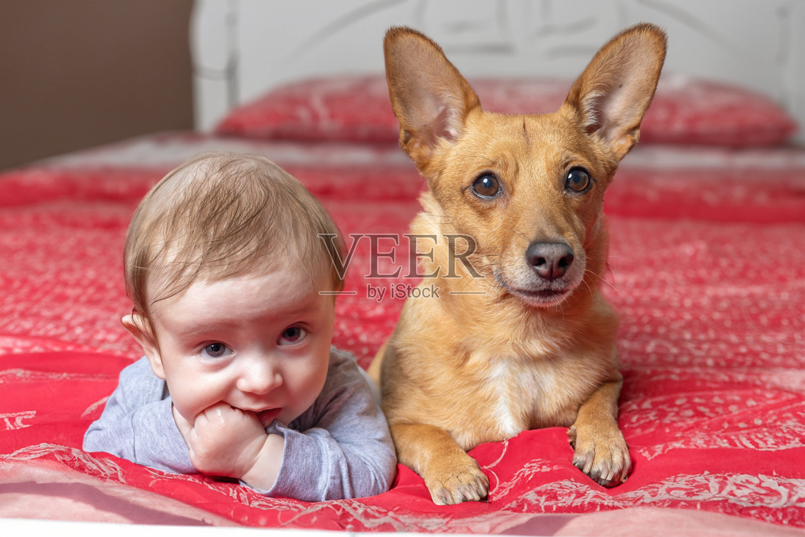 一个小男孩和一只狗躺在床上照片摄影图片
