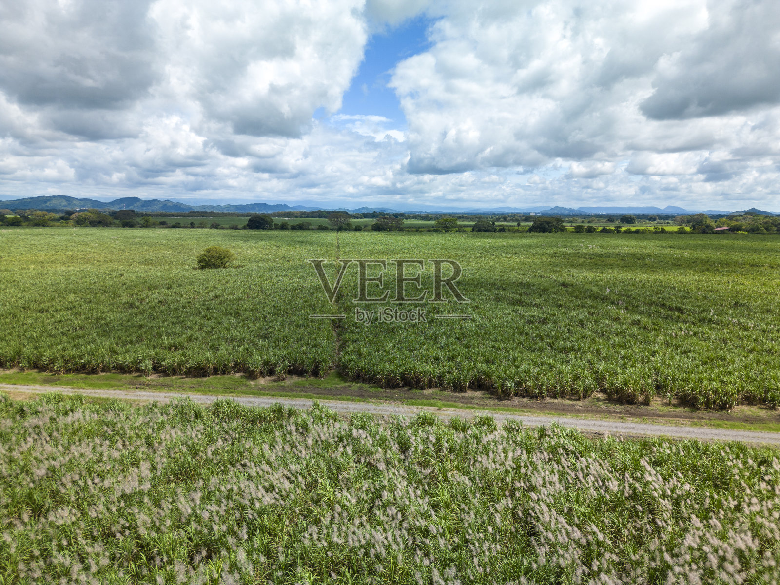 甘蔗种植园-库存照片照片摄影图片
