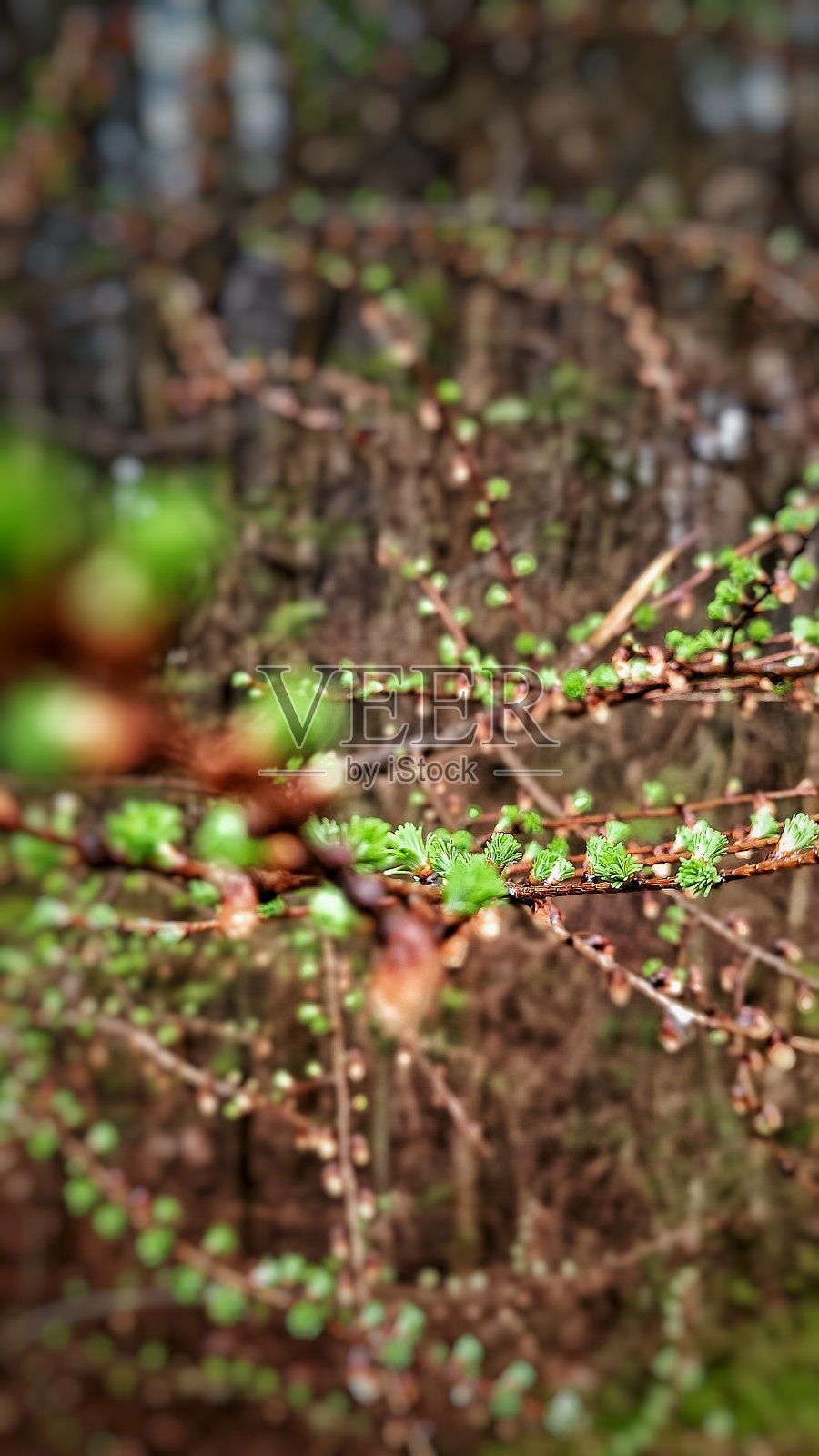 森林里树干上绽开的新叶照片摄影图片
