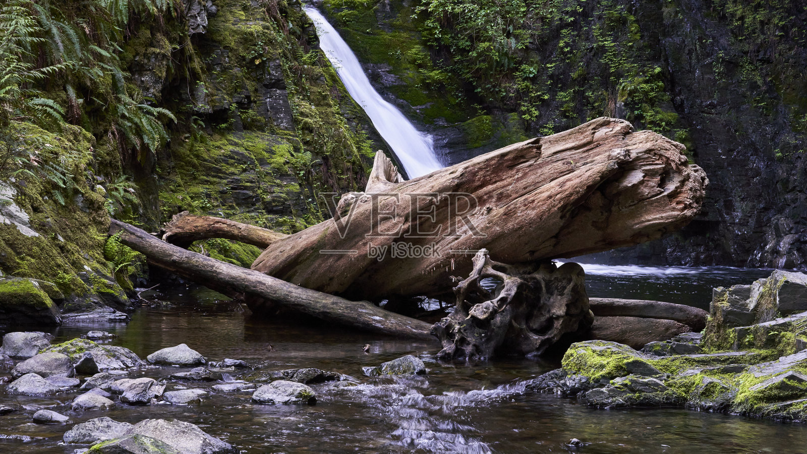 金溪瀑布前的河中有一棵巨大的老树干。照片摄影图片