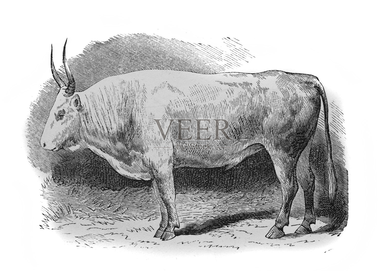 亚历山德罗维茨所著的《罗尔尼察百科全书》中的乌克兰品种公牛，1890年，华沙插画图片素材