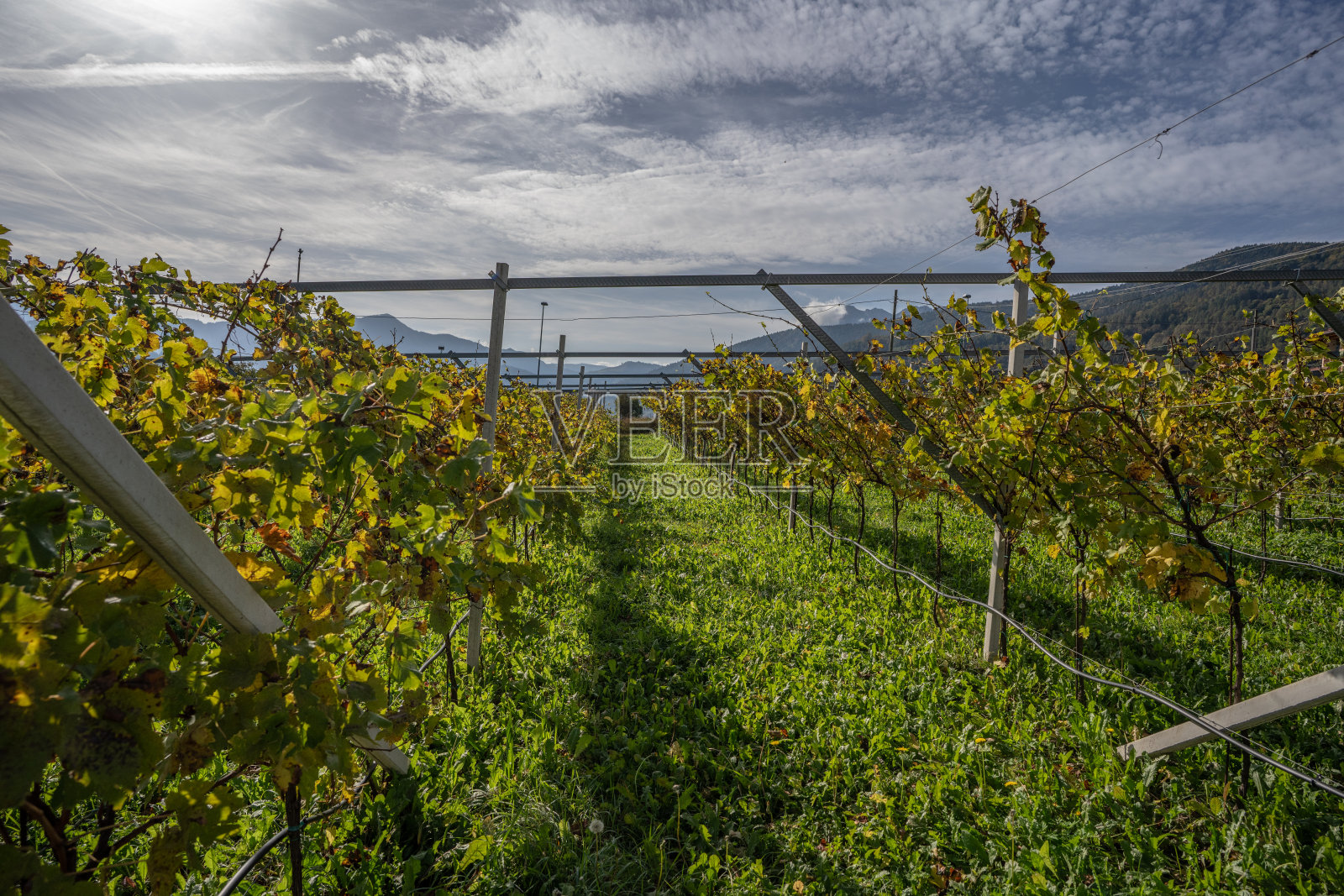 在收获期间的意大利葡萄园照片摄影图片
