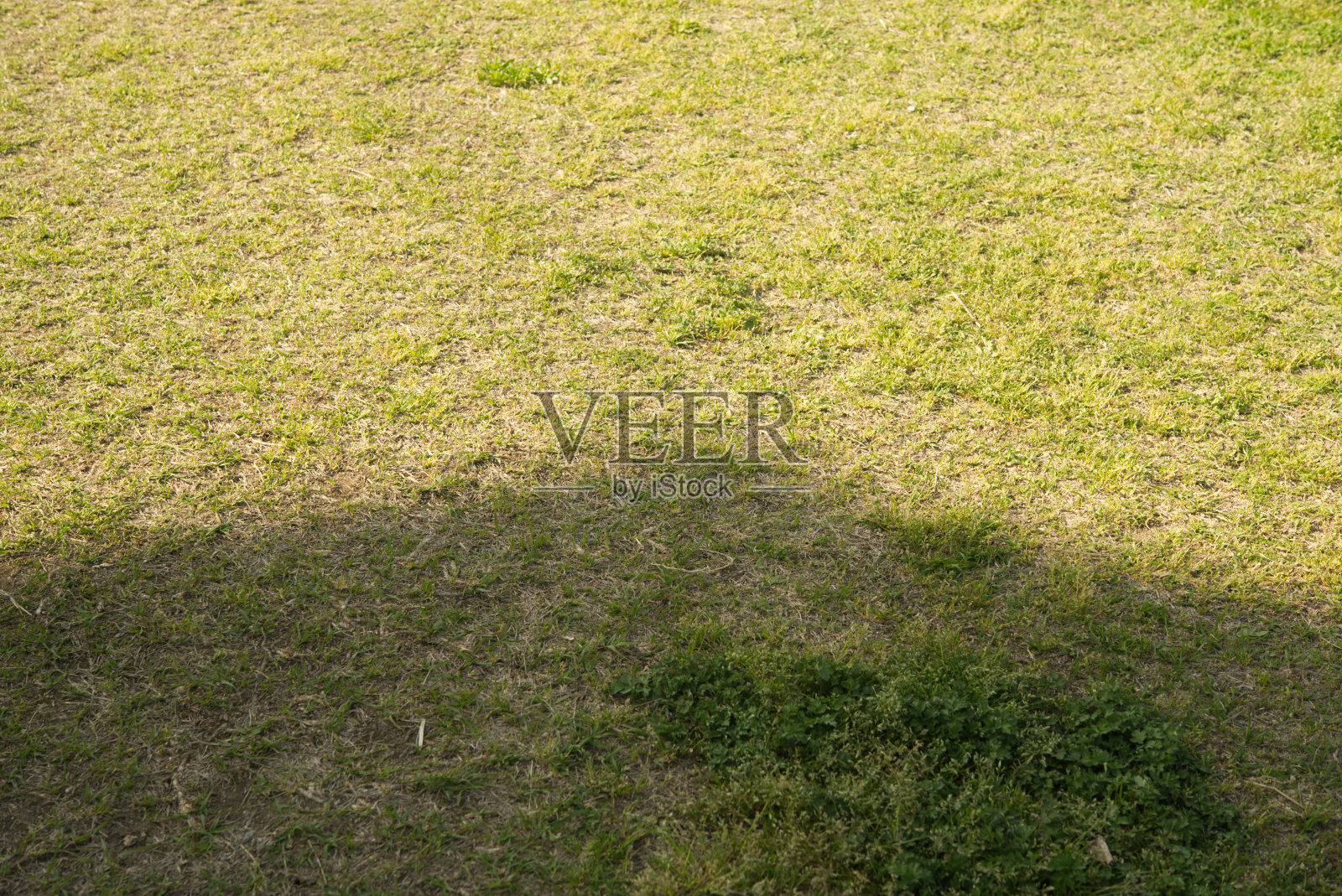 草地照片摄影图片