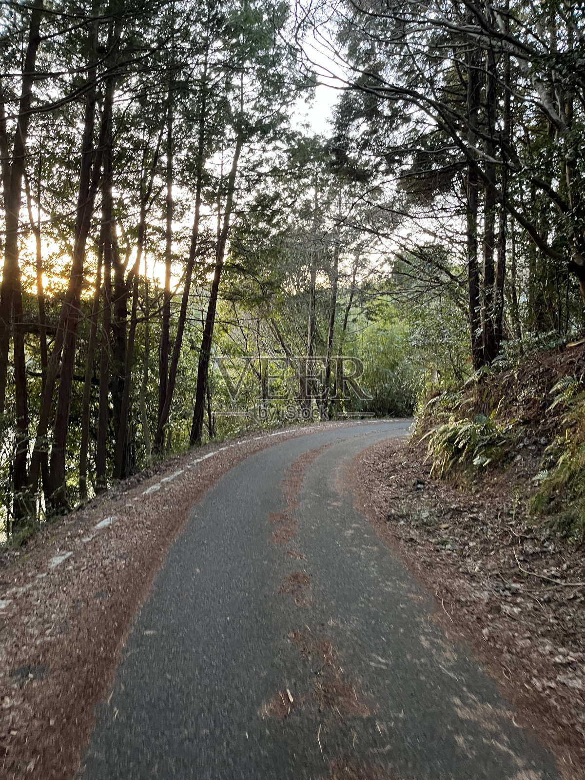 天草乡村公路的景色照片摄影图片